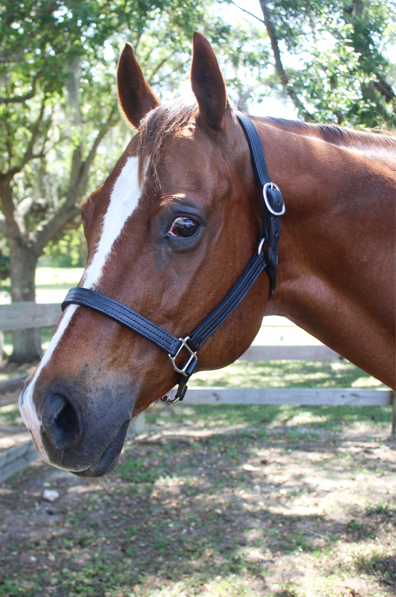 TS SALE/SHOW LEATHER HALTER