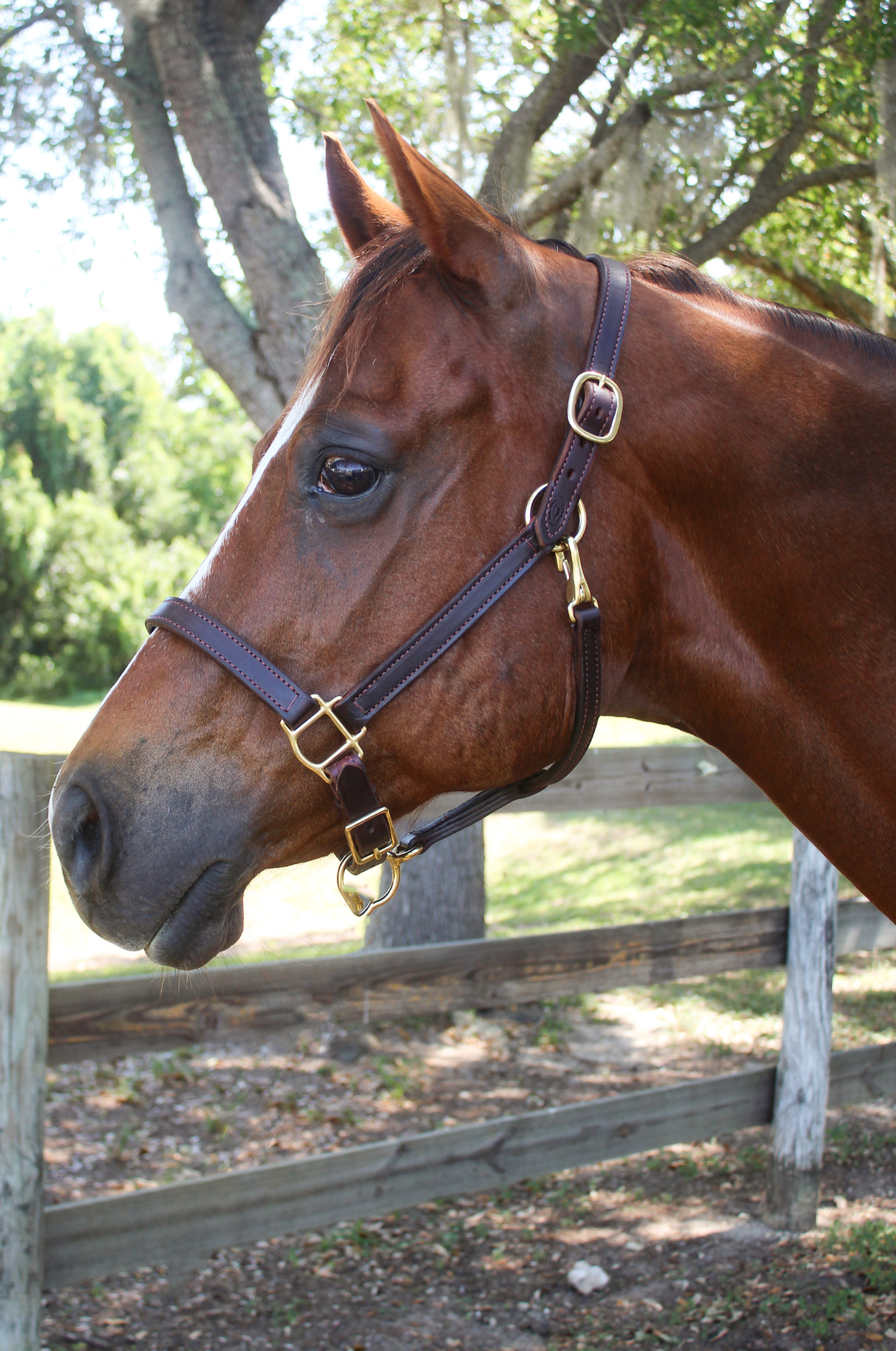 TS LEATHER TURN OUT HALTER ADJUSTABLE CHIN WITH SNAP