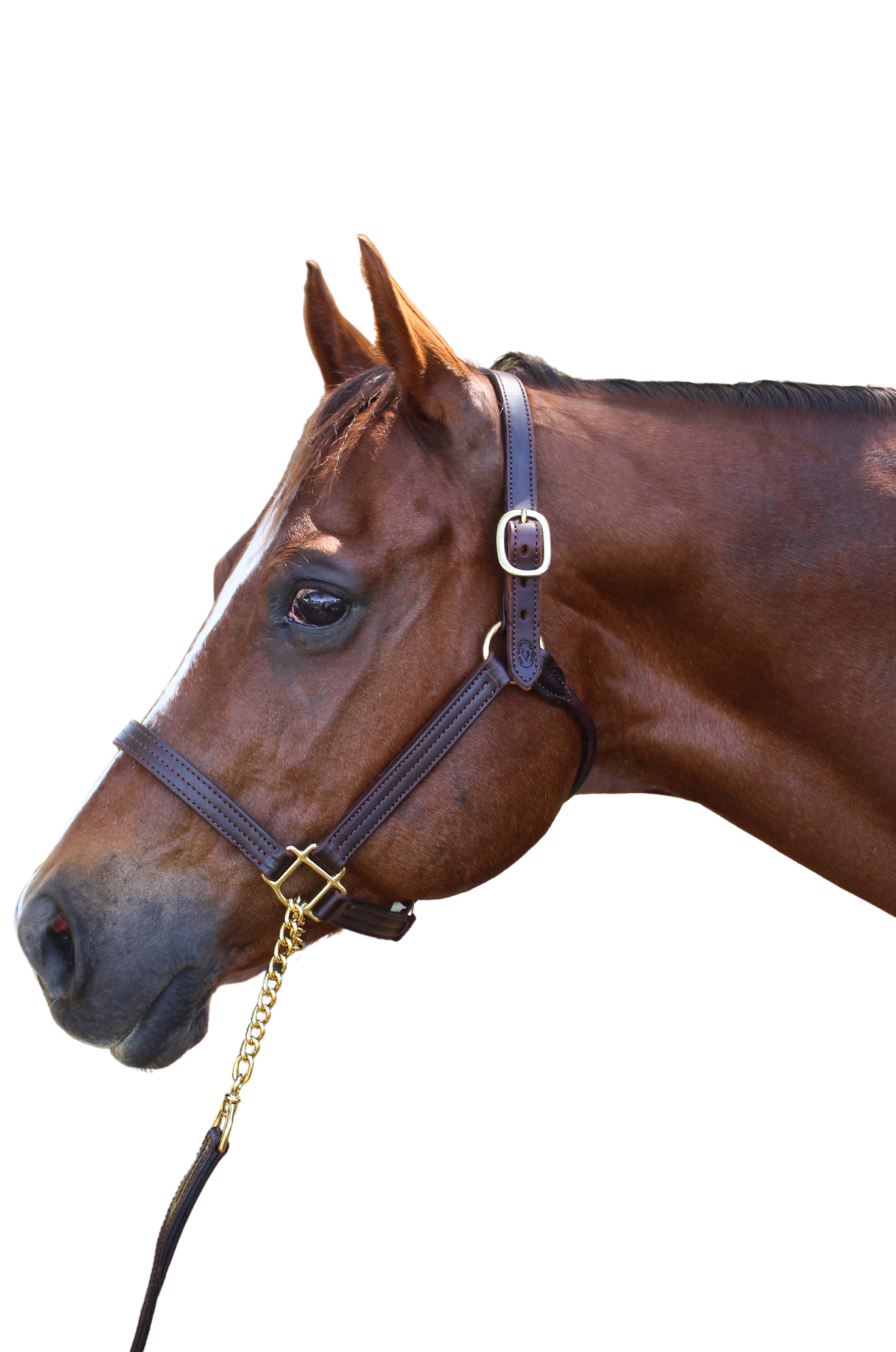 TS SALE/SHOW LEATHER HALTER