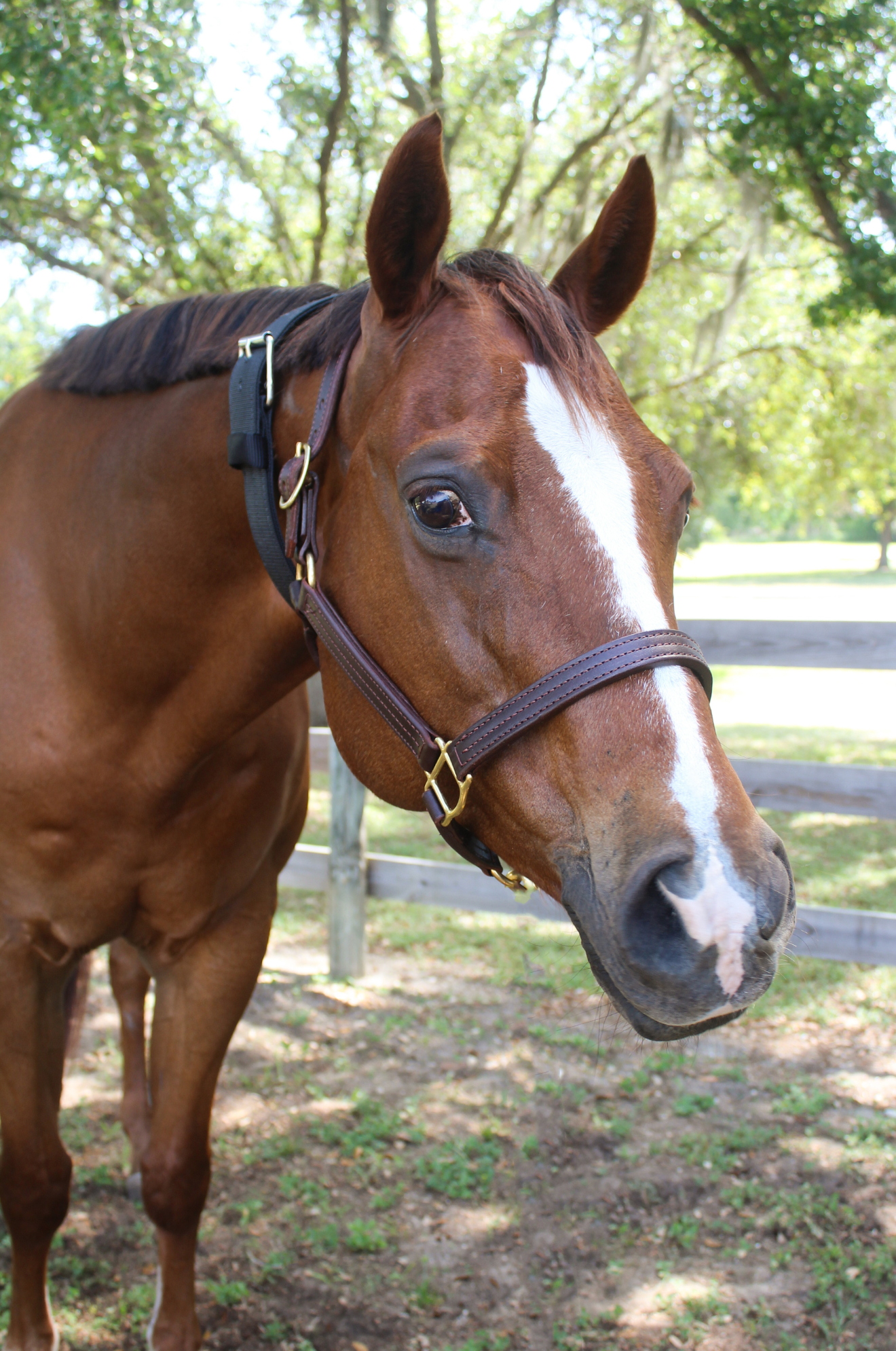 A black nylon cribbing strap with a metal buckle, fitted on a horse.