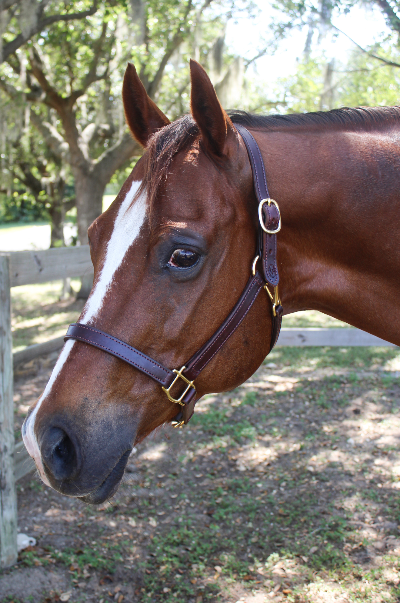 BROWN LEATHER HALTER WITH BRASS HARDWARE ON SORREL HORSE