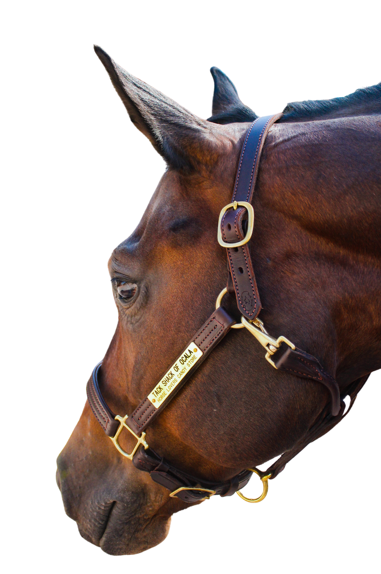 TS SALE/SHOW HALTER ADJUSTABLE CHIN WITH SNAP