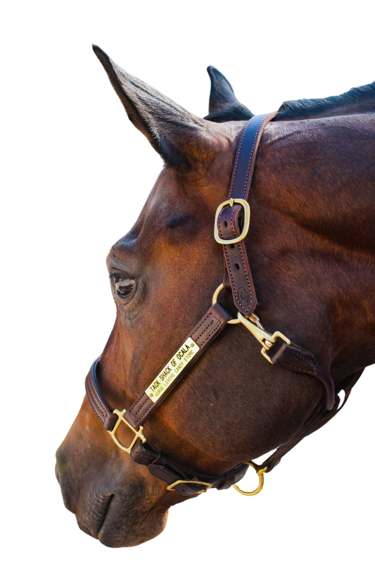 TS Sale/Show Halter Adjustable Chin With Snap