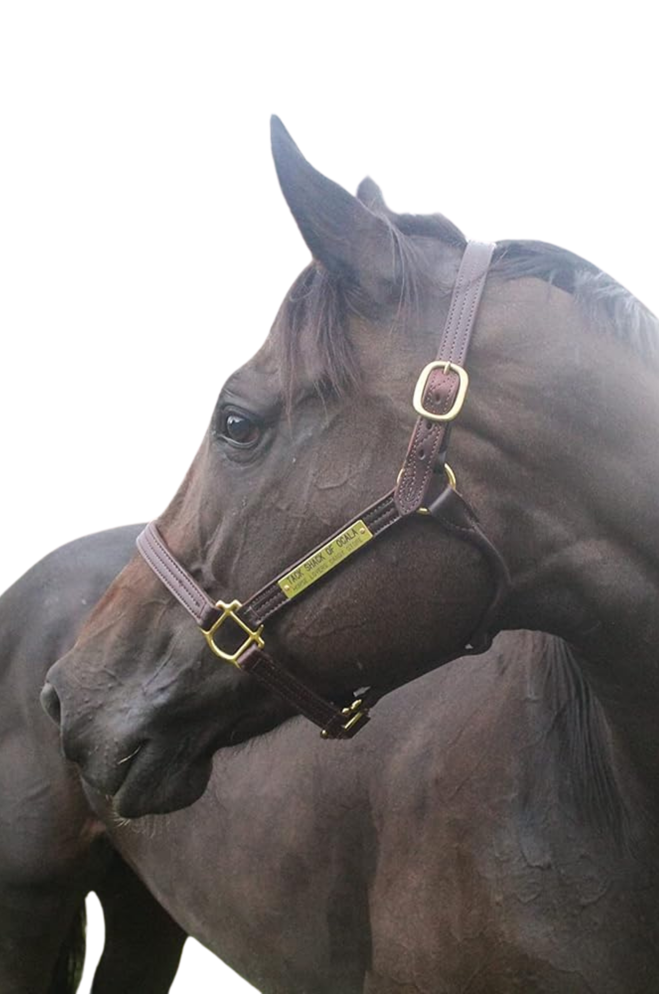 A brown leather horse halter with solid brass hardware, displayed on a horse.