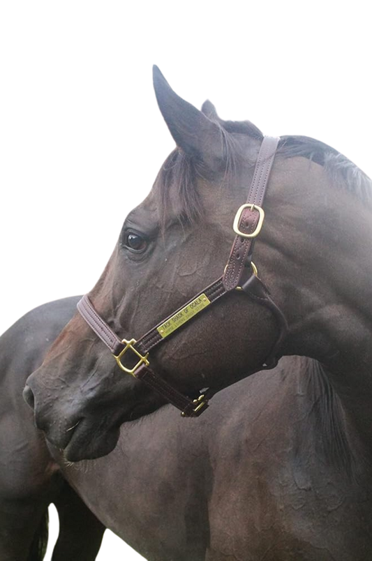 A brown leather horse halter with solid brass hardware, displayed on a horse.