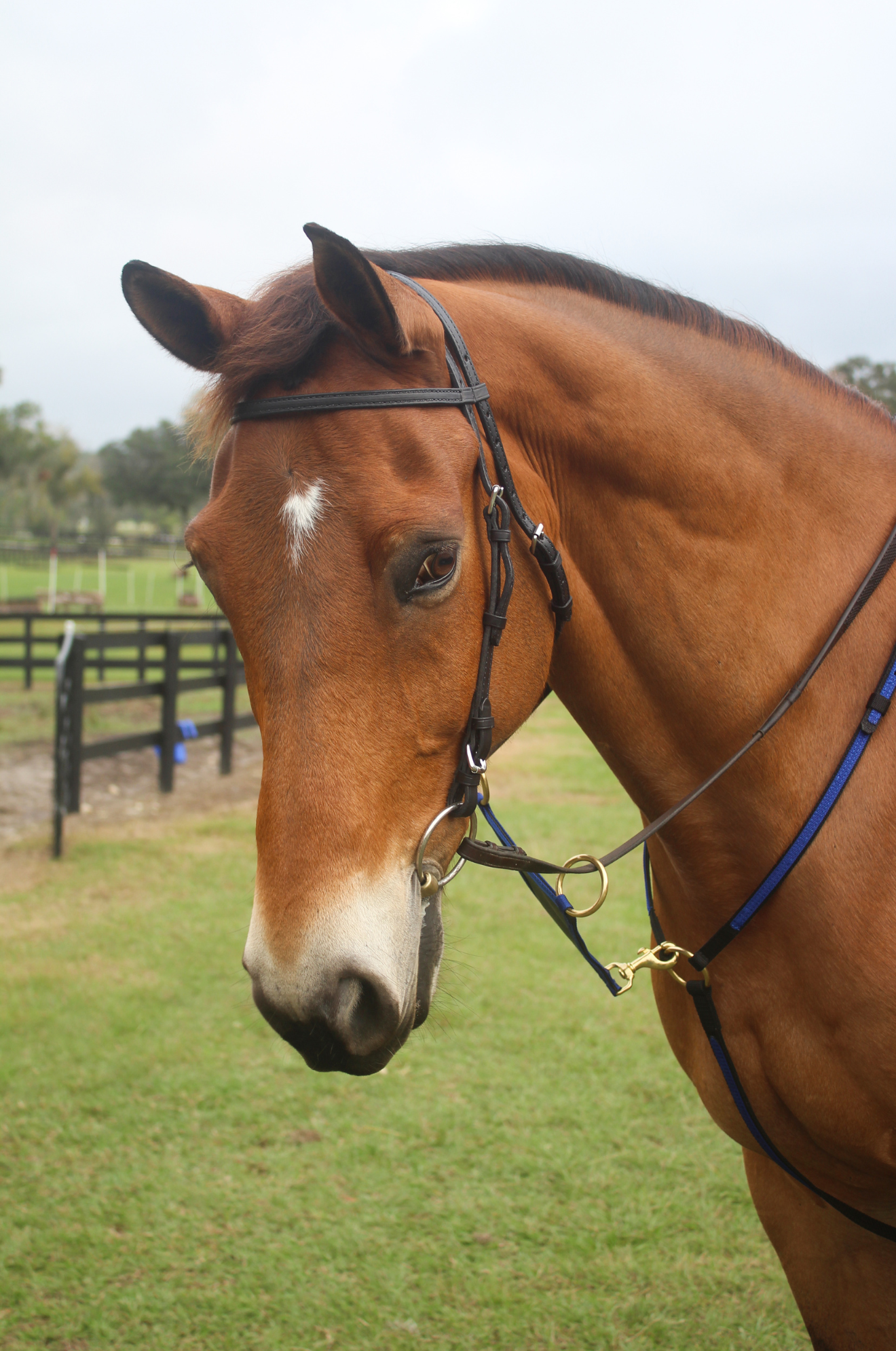 TS MARTINGALE WITH FORK
