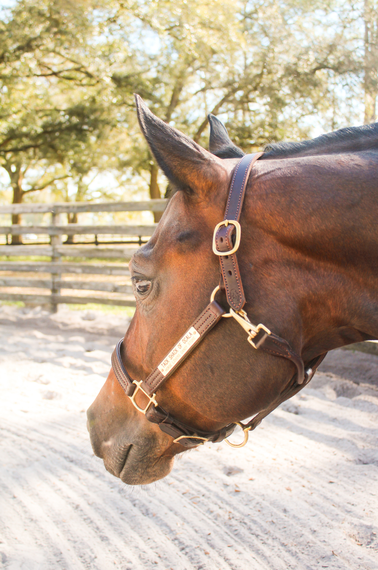 TS SALE/SHOW HALTER ADJUSTABLE CHIN WITH SNAP