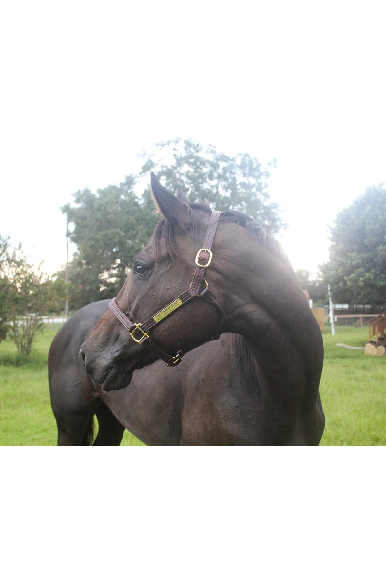 A brown leather horse halter with solid brass hardware, displayed on a horse.
