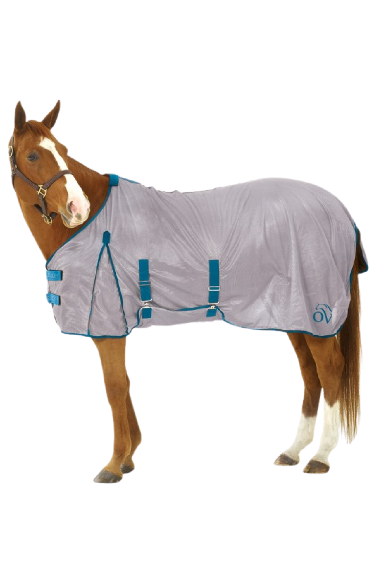 A horse wearing a grey and blue fly sheet with belly cover and leg straps.