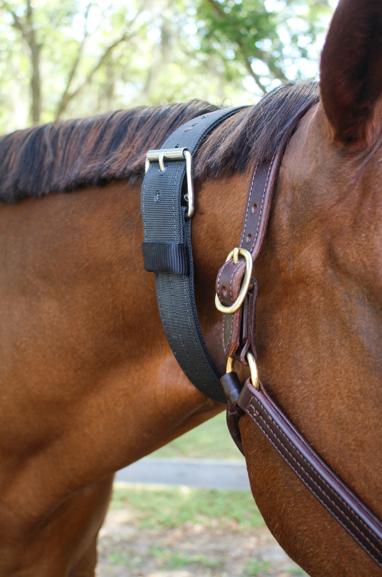 TS NYLON CRIBBING STRAP
