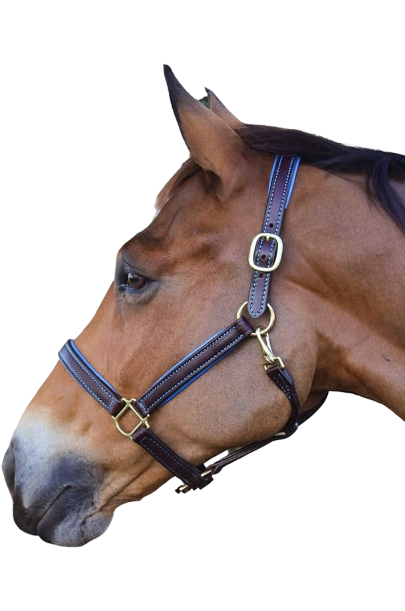 A brown leather horse halter with solid brass hardware, featuring a double buckle crown and a rolled throat with a throat snap.
