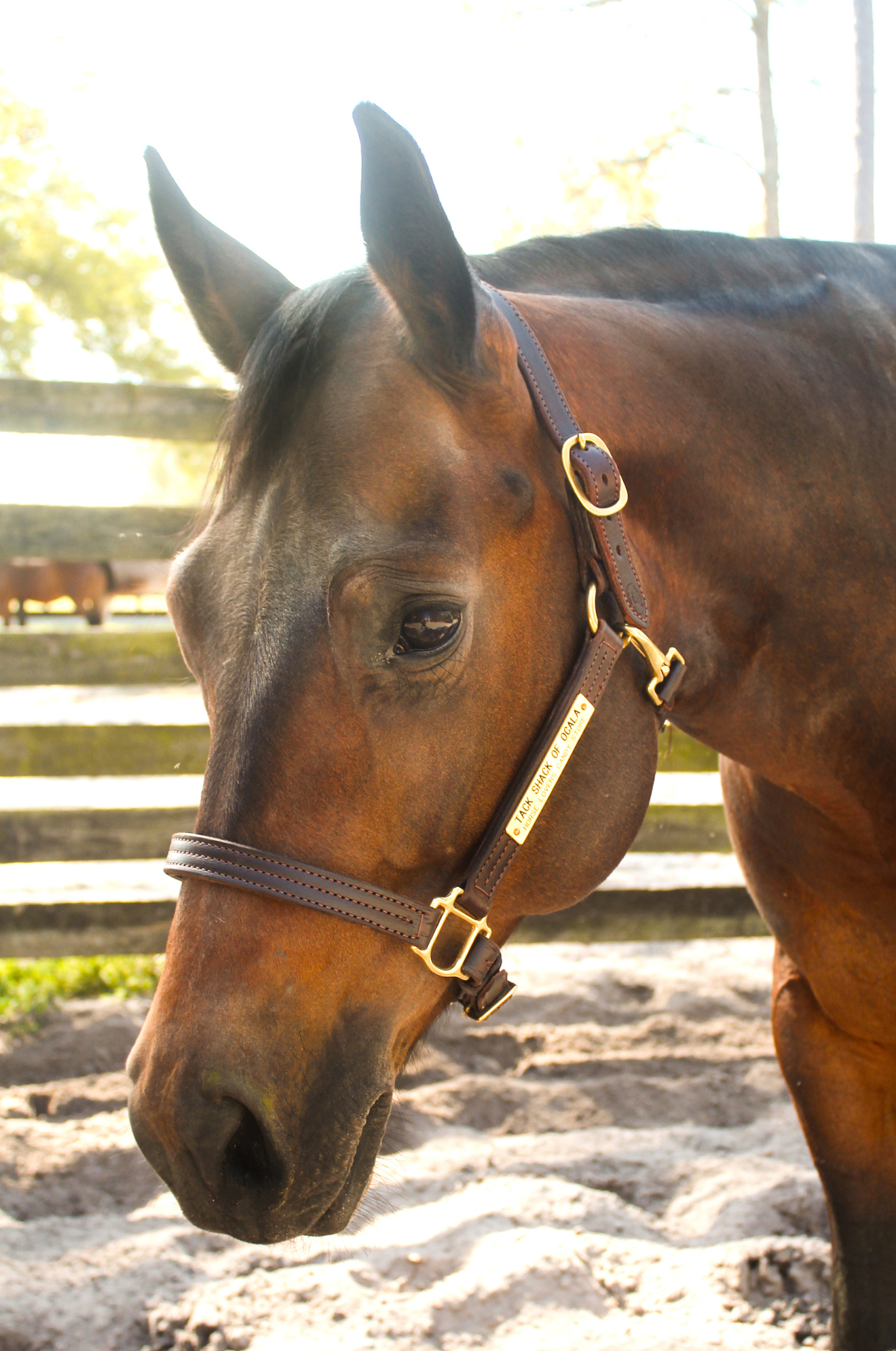 TS SALE/SHOW HALTER ADJUSTABLE CHIN WITH SNAP