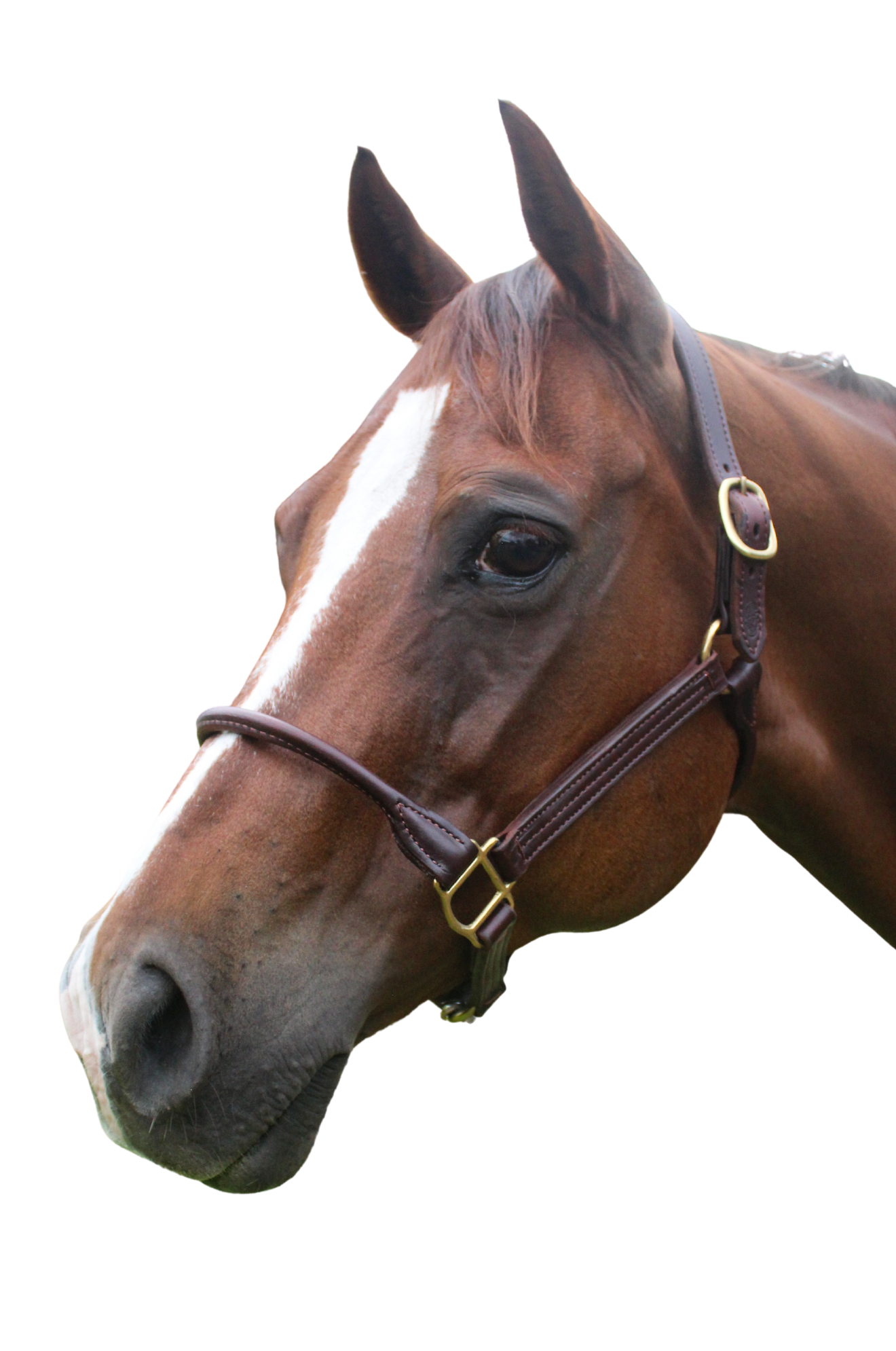 TS Sale/Show Leather Halter With Rolled Nose