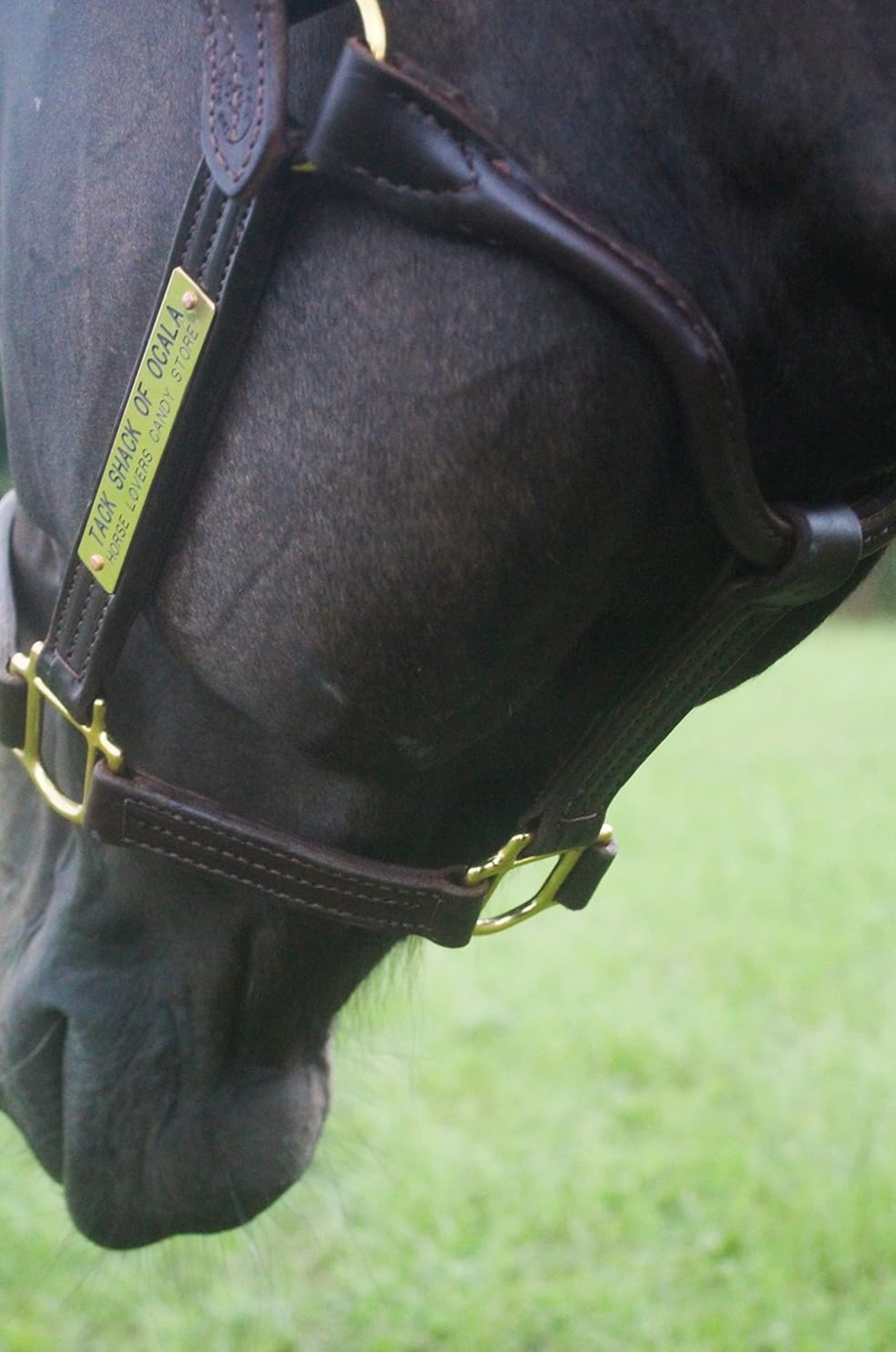 A brown leather horse halter with solid brass hardware, displayed on a horse.