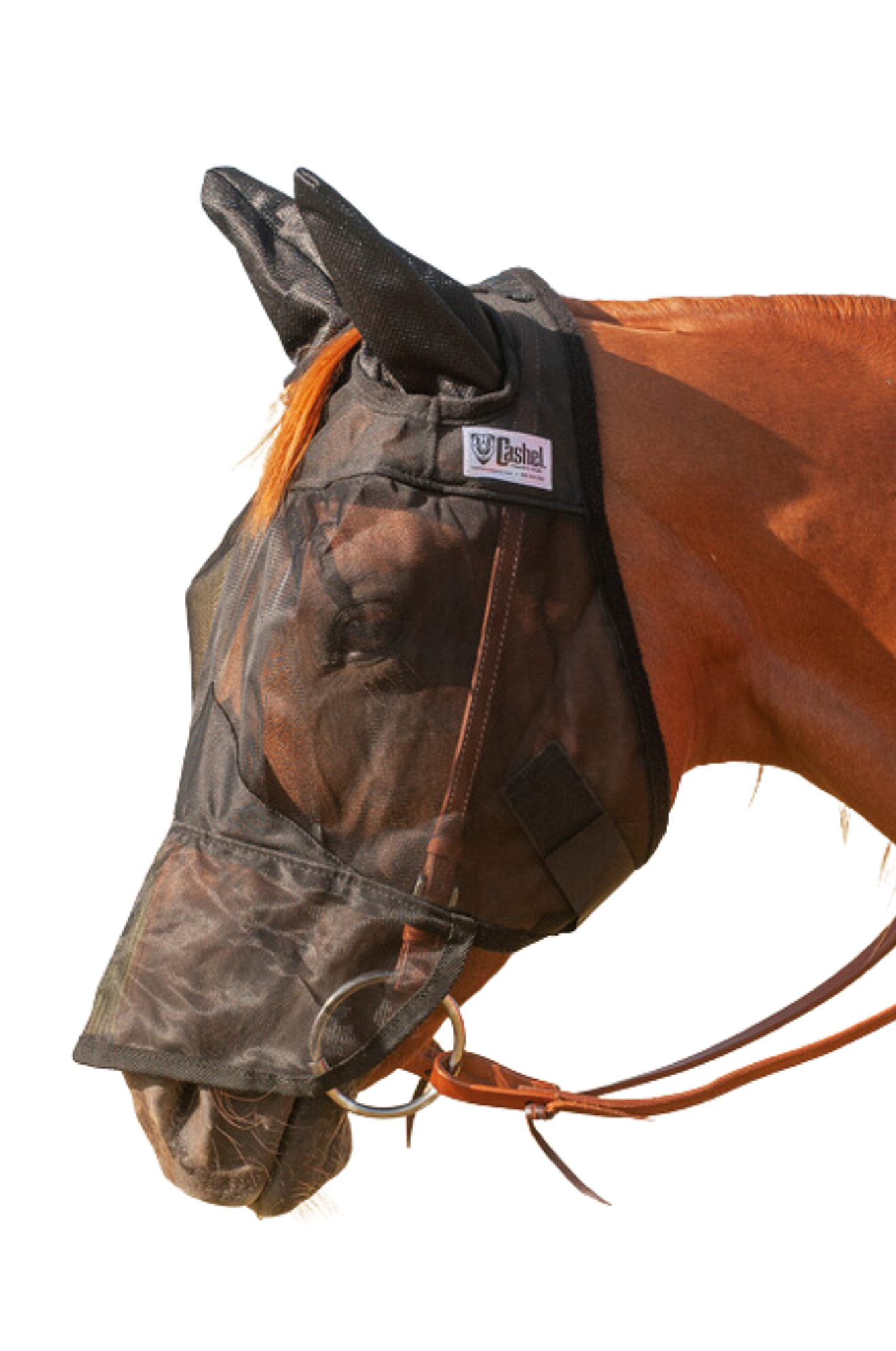 A brown horse wearing a black fly mask that covers the horse's nose, ears, and part of its face.