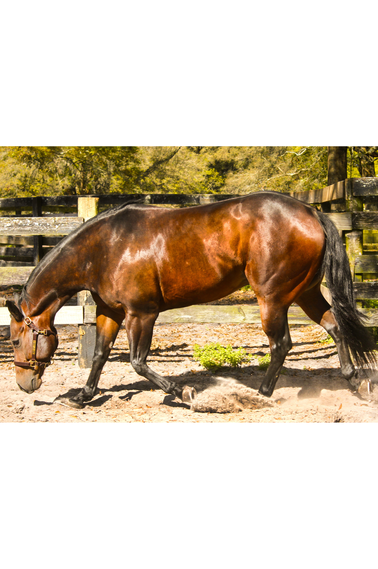 TS SALE/SHOW HALTER ADJUSTABLE CHIN WITH SNAP