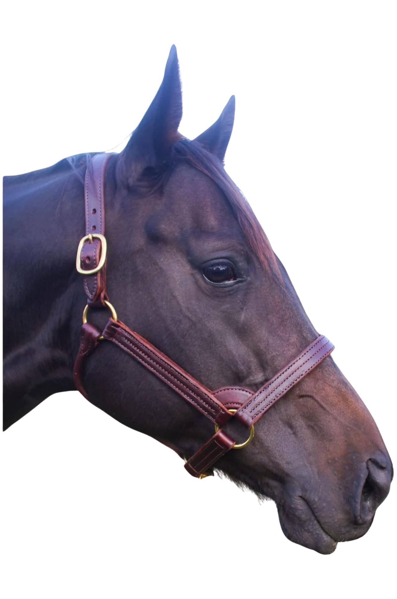 TS STALLION LEATHER HALTER