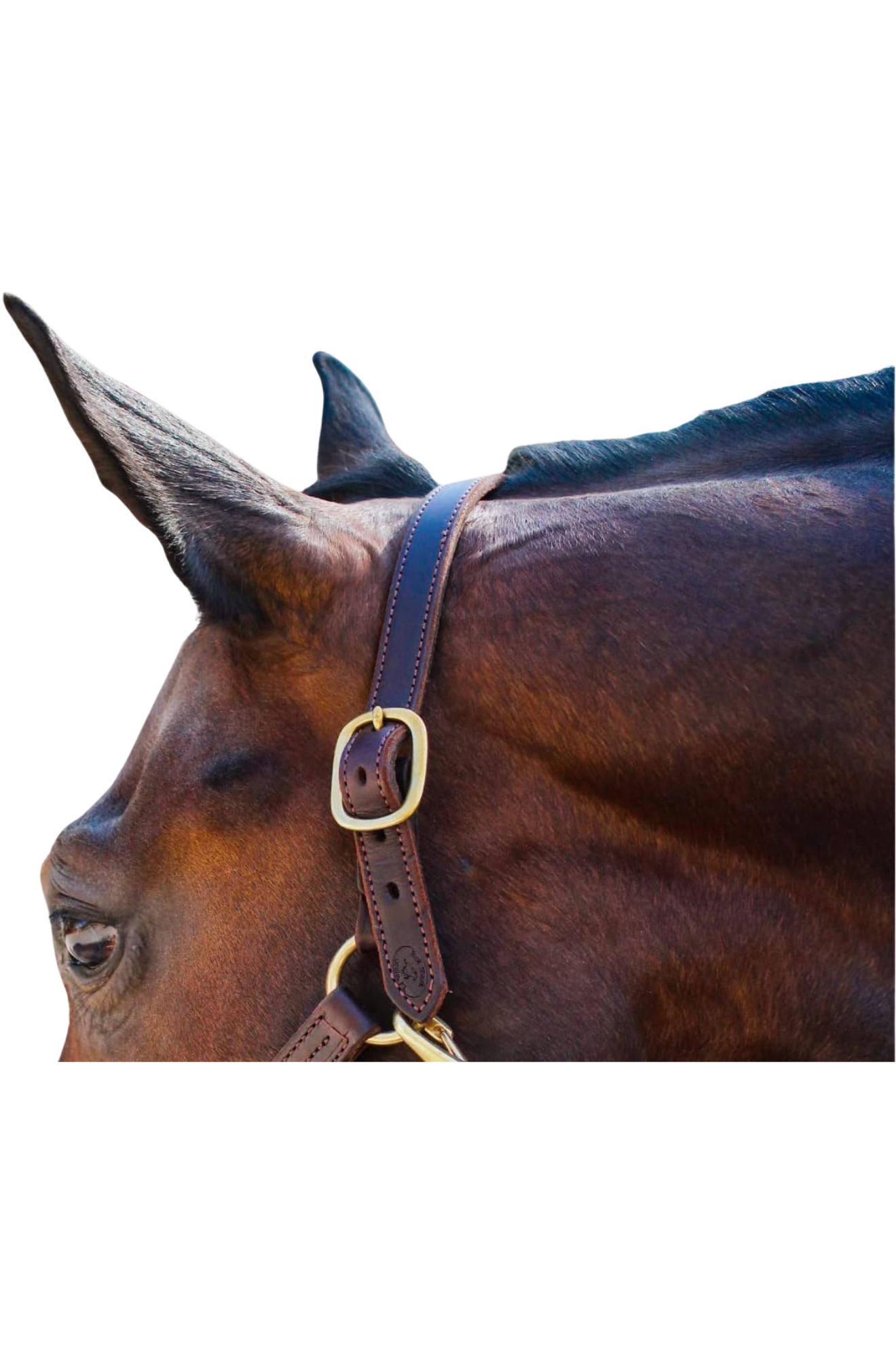 A brown leather halter crown on a horse's head.