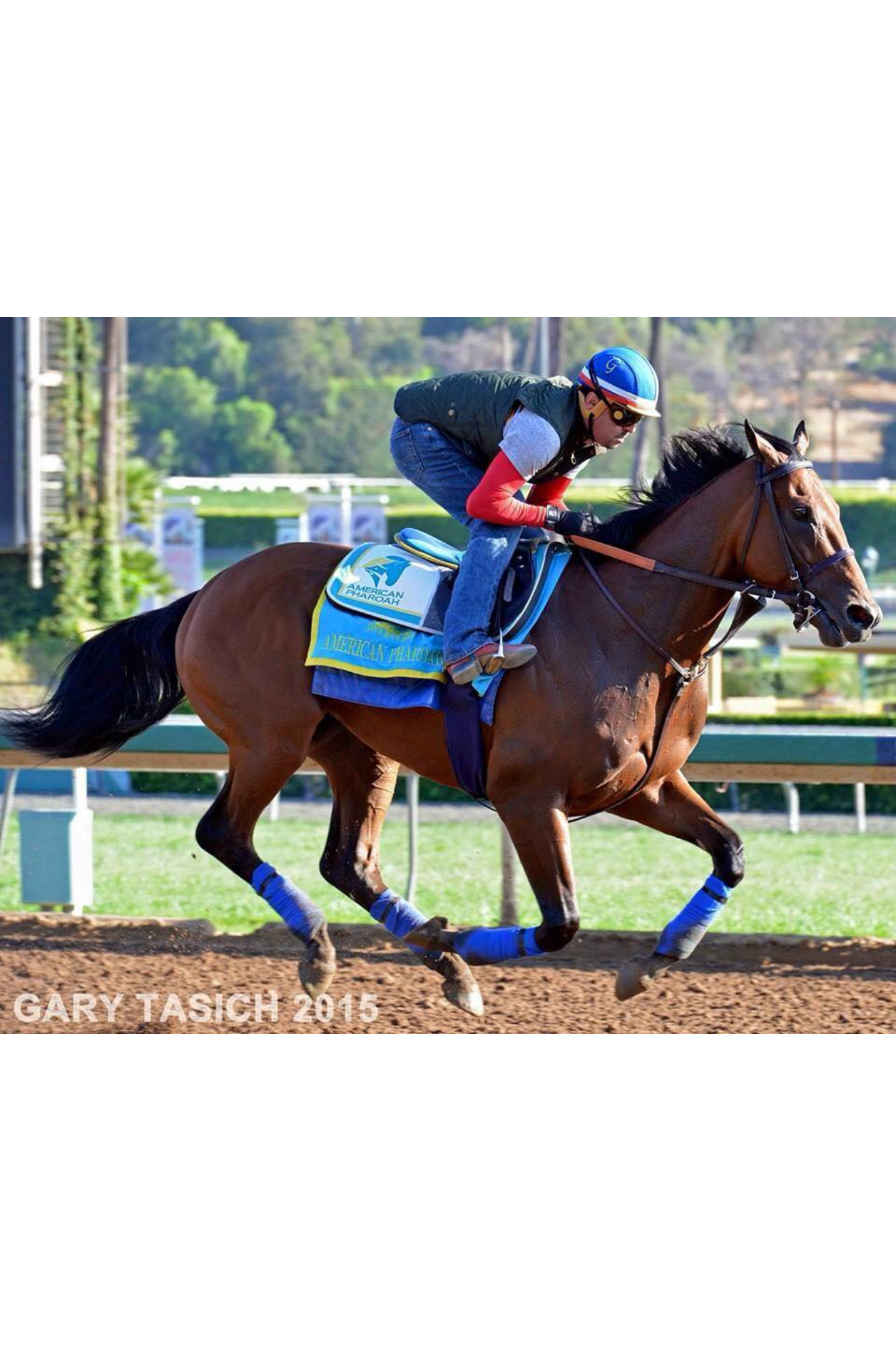 race horse