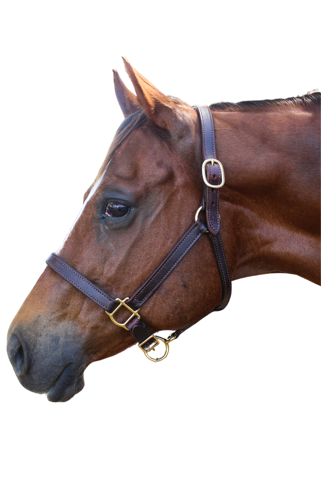 TS LEATHER TURN OUT HALTER ADJUSTABLE CHIN