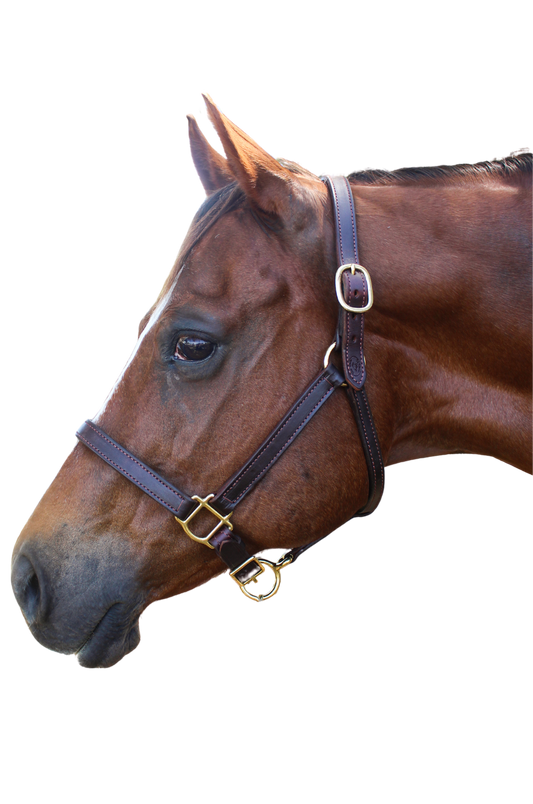 TS Leather Turn Out Halter Adjustable Chin