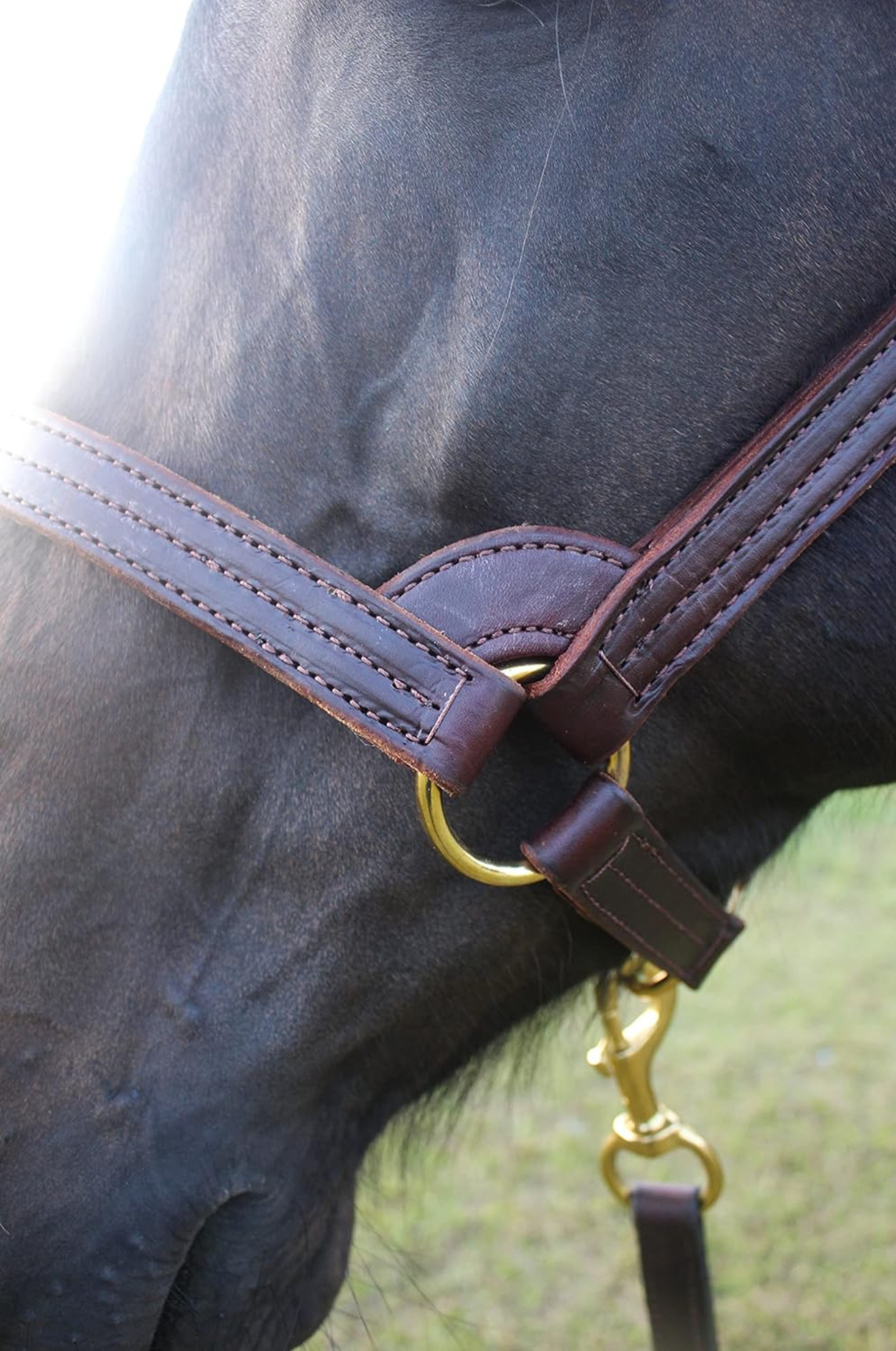 TS STALLION LEATHER HALTER