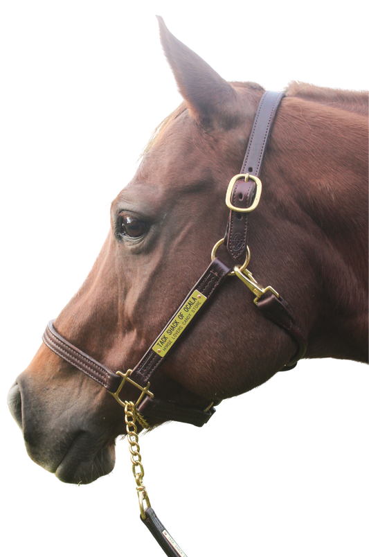 A brown horse wearing a brown leather halter with solid brass hardware.