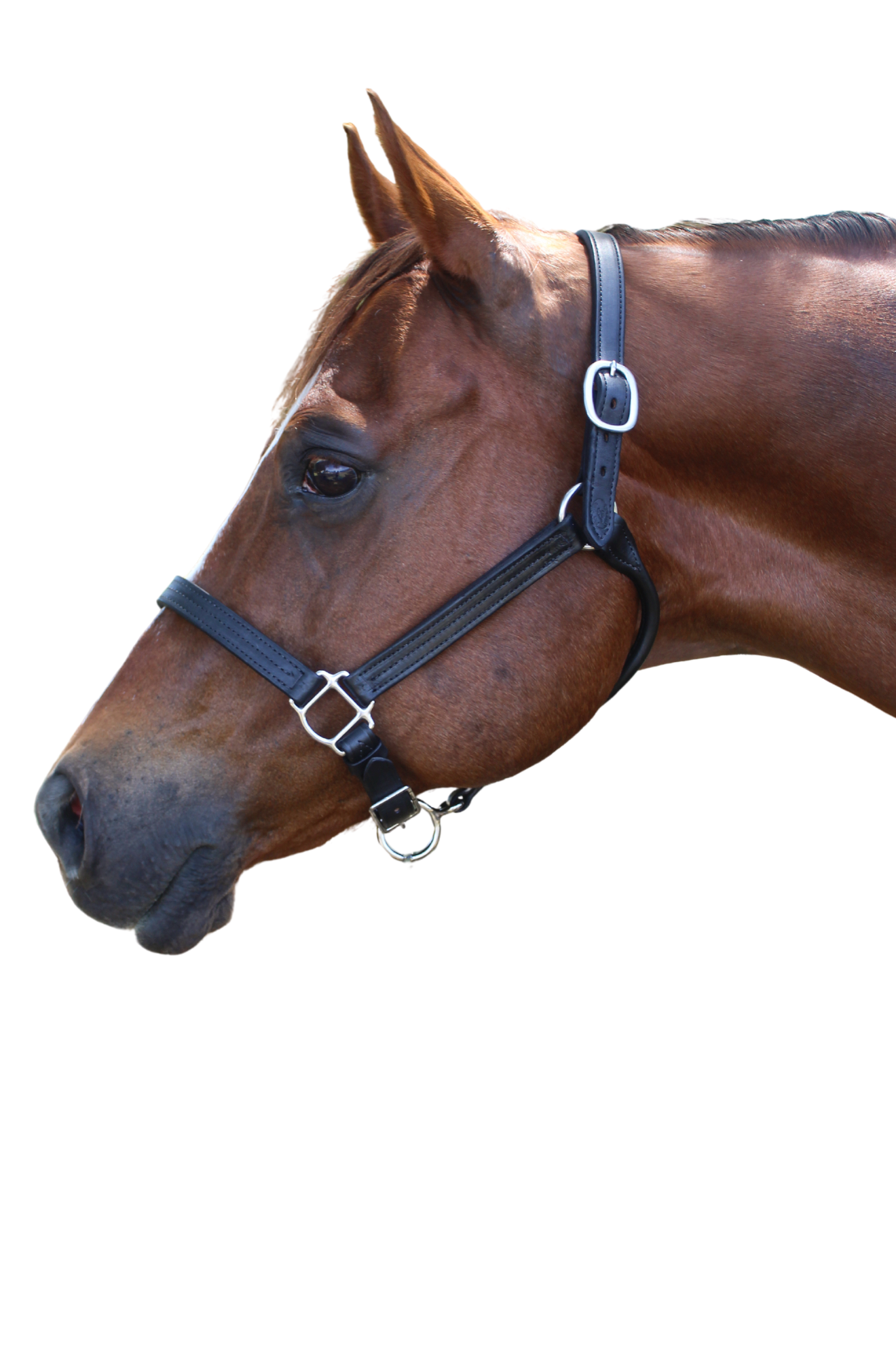 TS Sale/Show Leather Halter Adjustable Chin