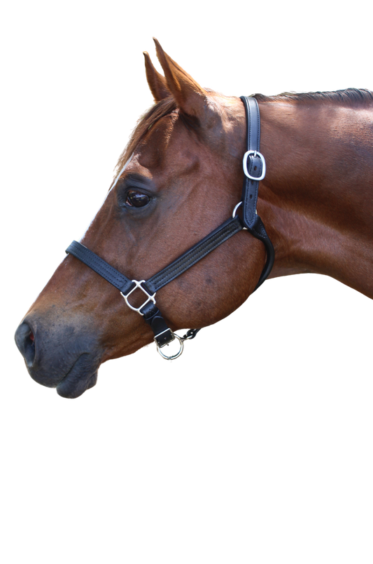 TS Sale/Show Leather Halter Adjustable Chin