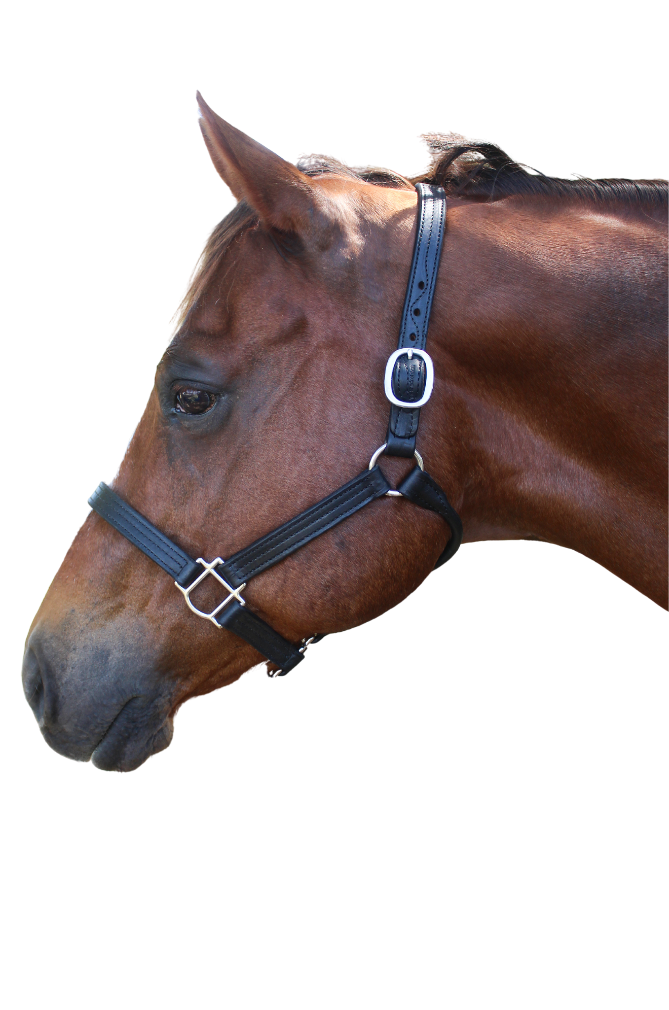 A brown leather horse halter with solid brass hardware, displayed on a horse.