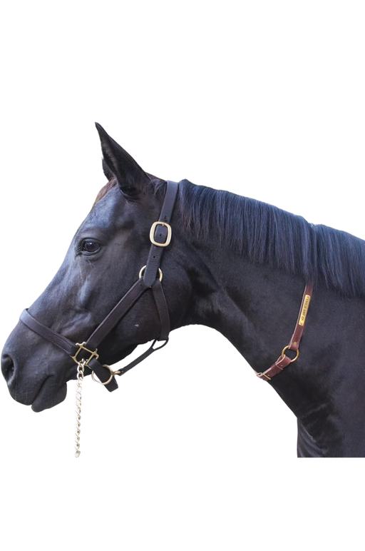 A brown leather neck strap with a brass name plate on a horse, used for identification.