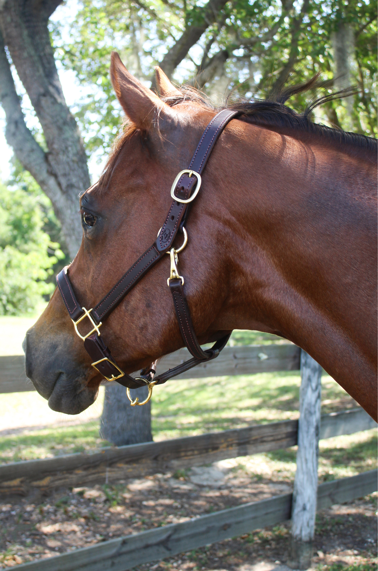 TS LEATHER TURN OUT HALTER ADJUSTABLE CHIN WITH SNAP