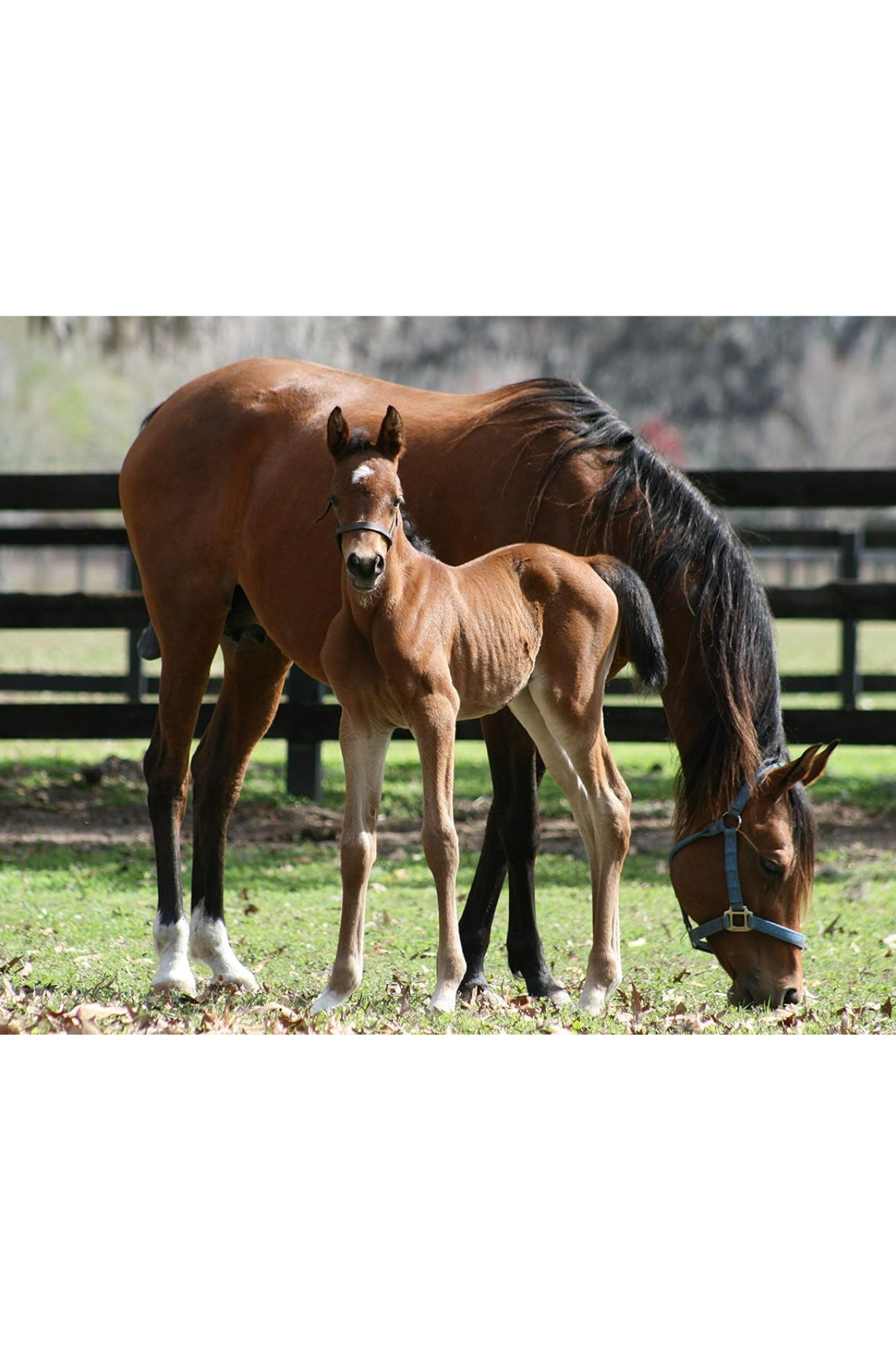 TS Leather Figure 8 Foal Halter
