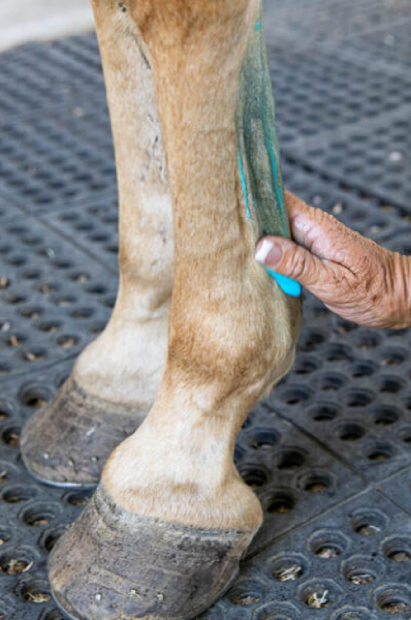 VETERICYN MOBILITY LINIMENT