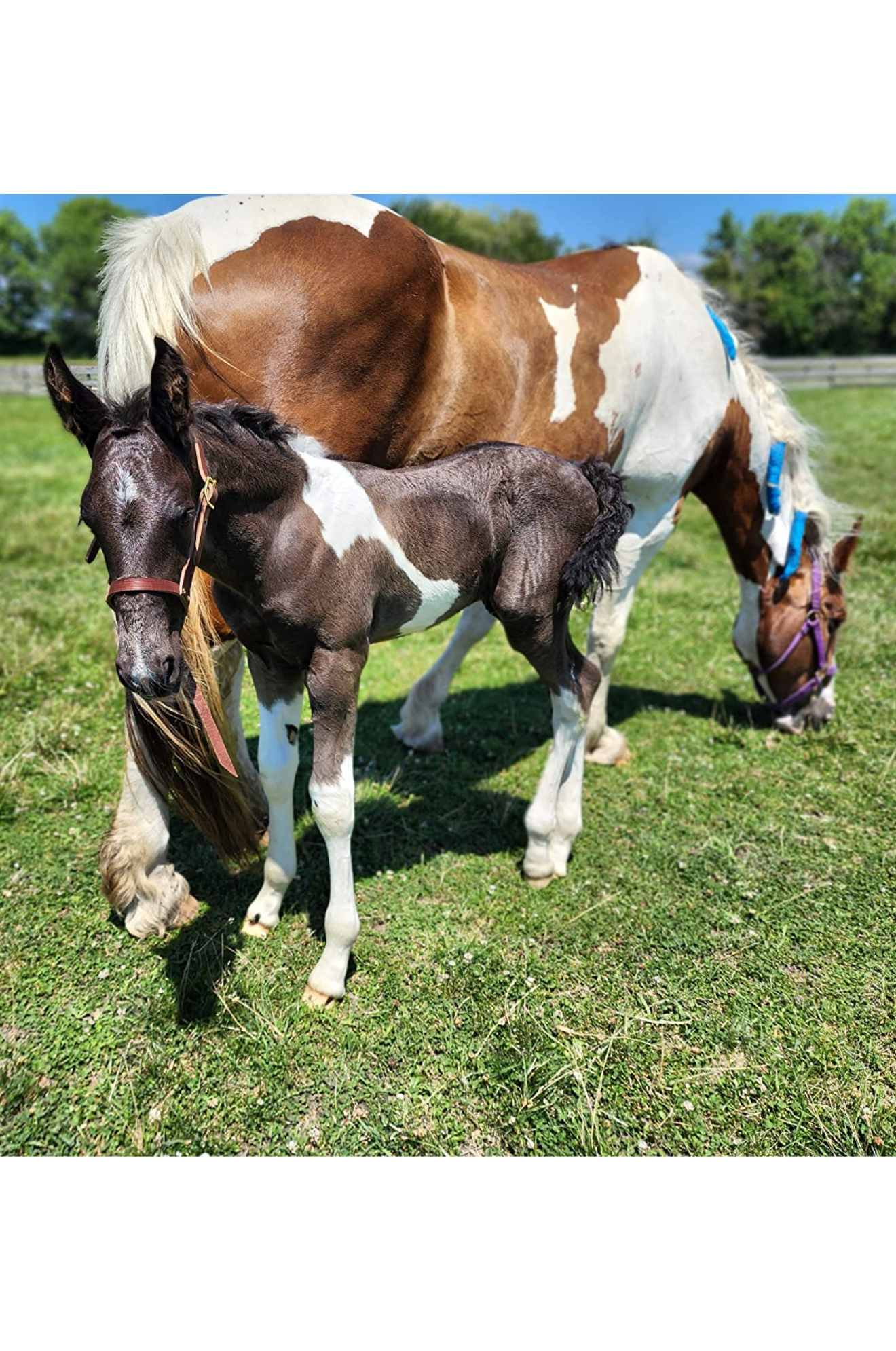 TS Leather Figure 8 Foal Halter