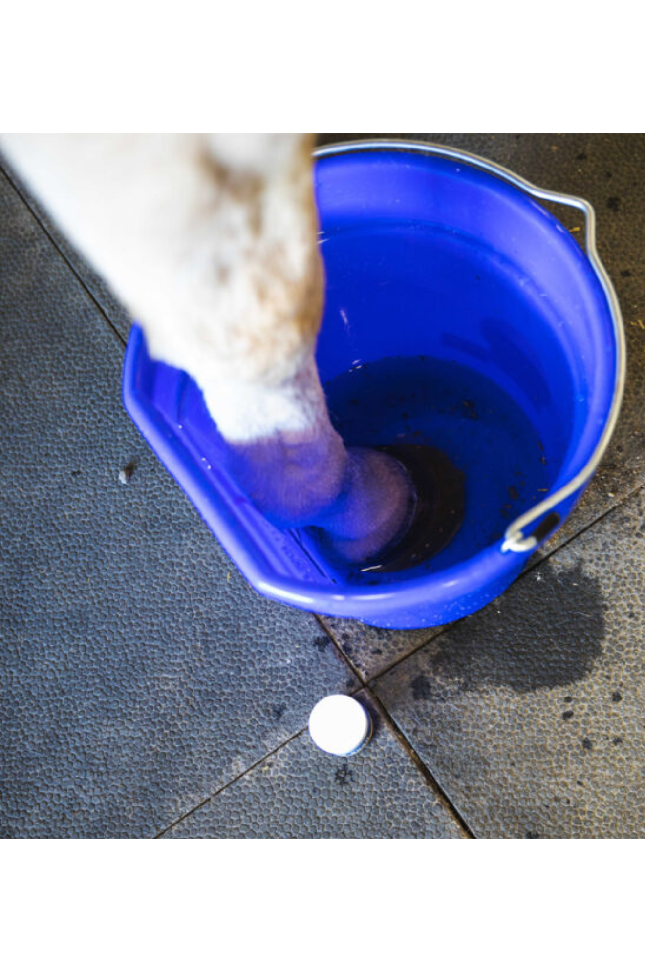 VETERICYN MOBILITY HOOF SOAK