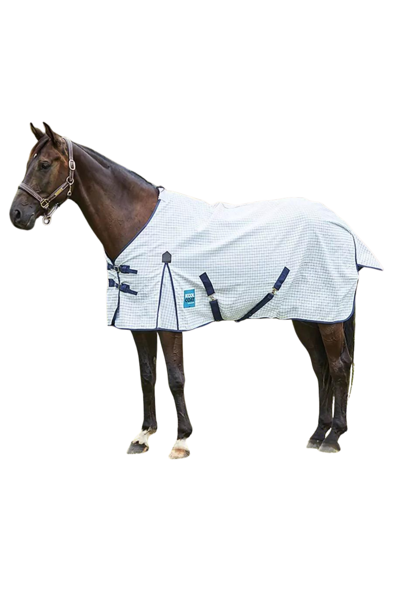 A horse wearing a white and blue striped weather protection sheet with surcingles and adjustable leg straps.