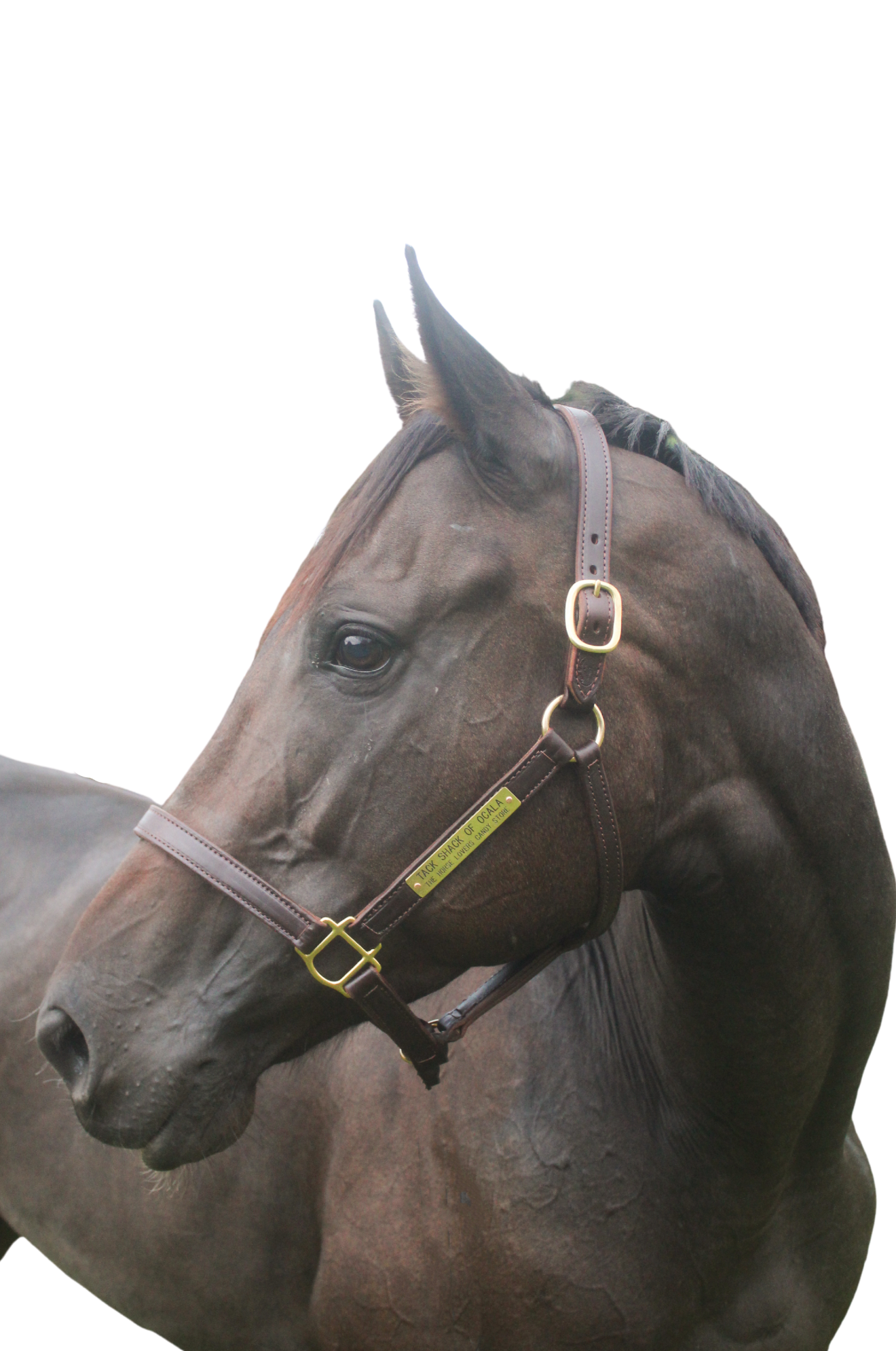 TS Leather Turn Out Halter