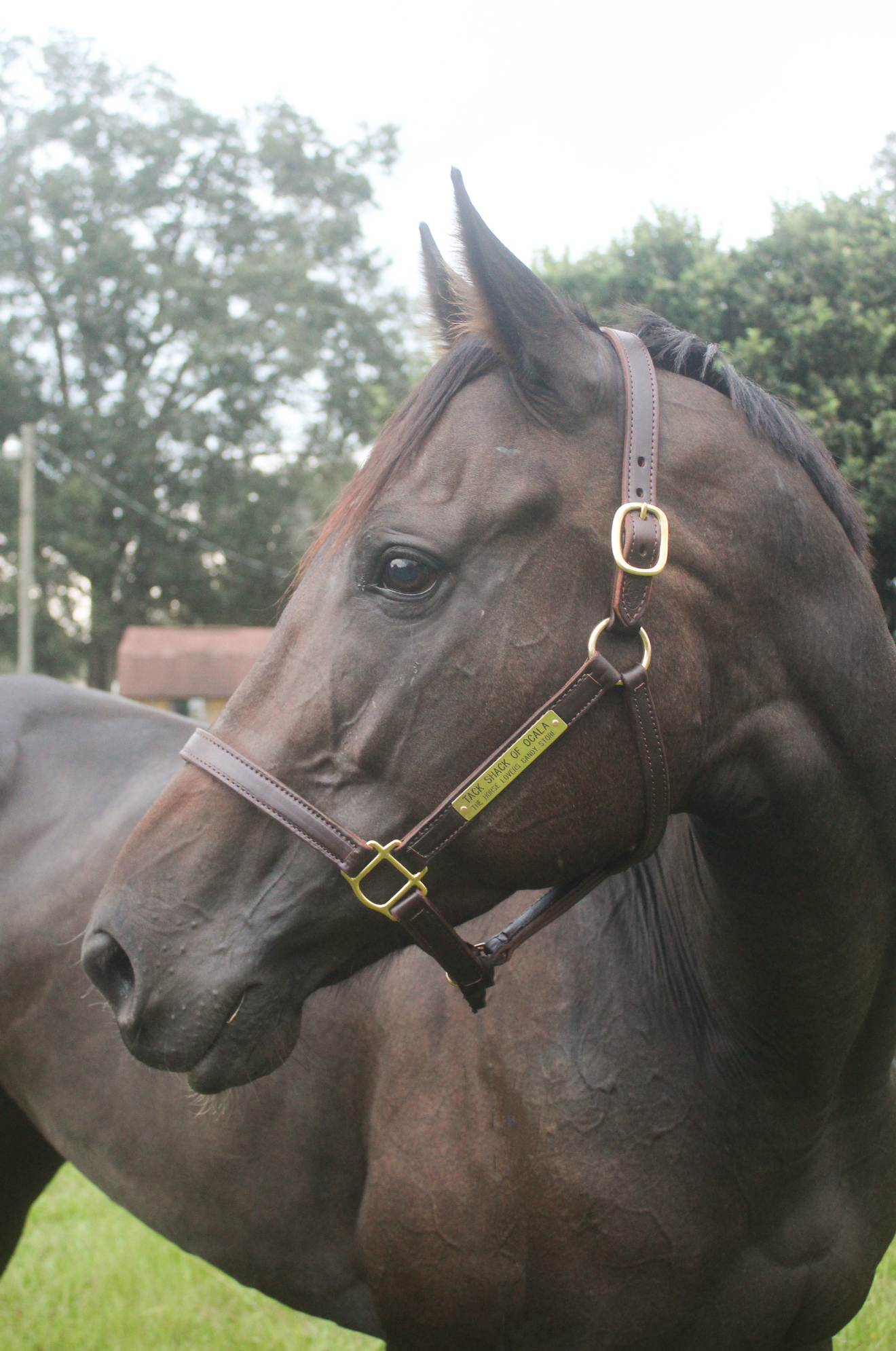 TS Leather Turn Out Halter
