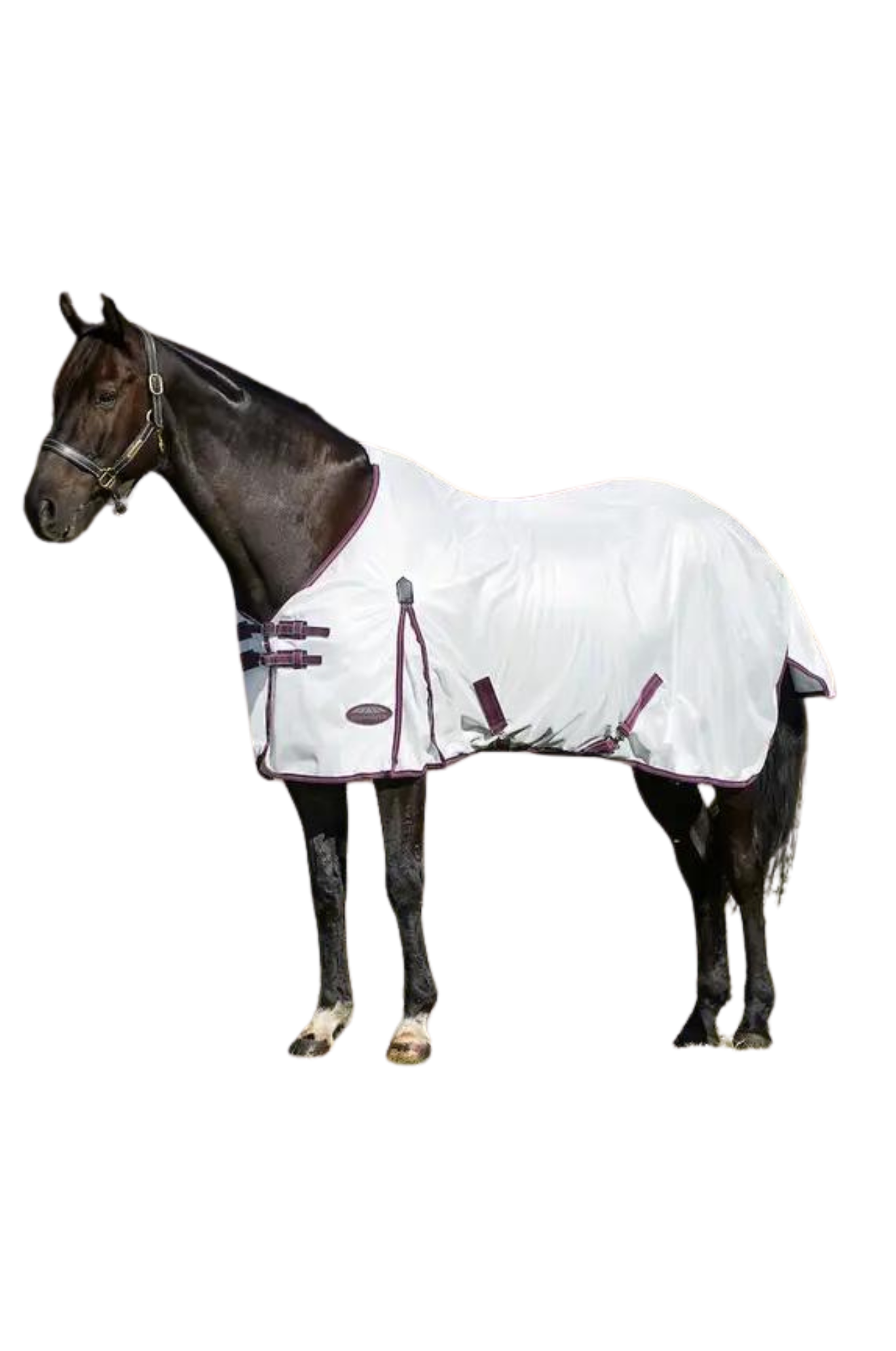 A horse wearing a white mesh sheet with red and grey trim, designed for fly protection and breathability with features such as adjustable leg straps and a large tail flap.