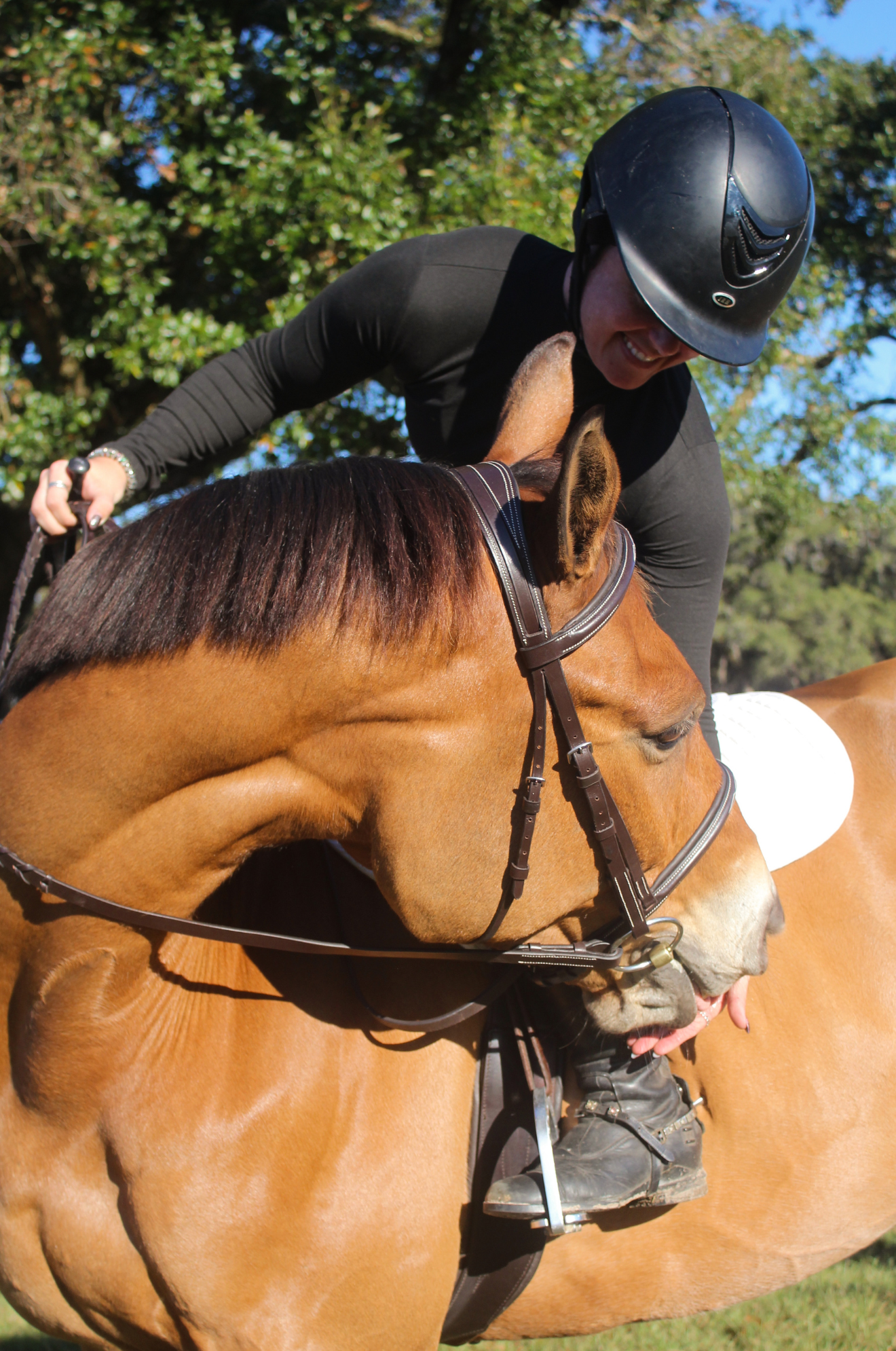 AVIGNON NASHVILLE BRIDLE