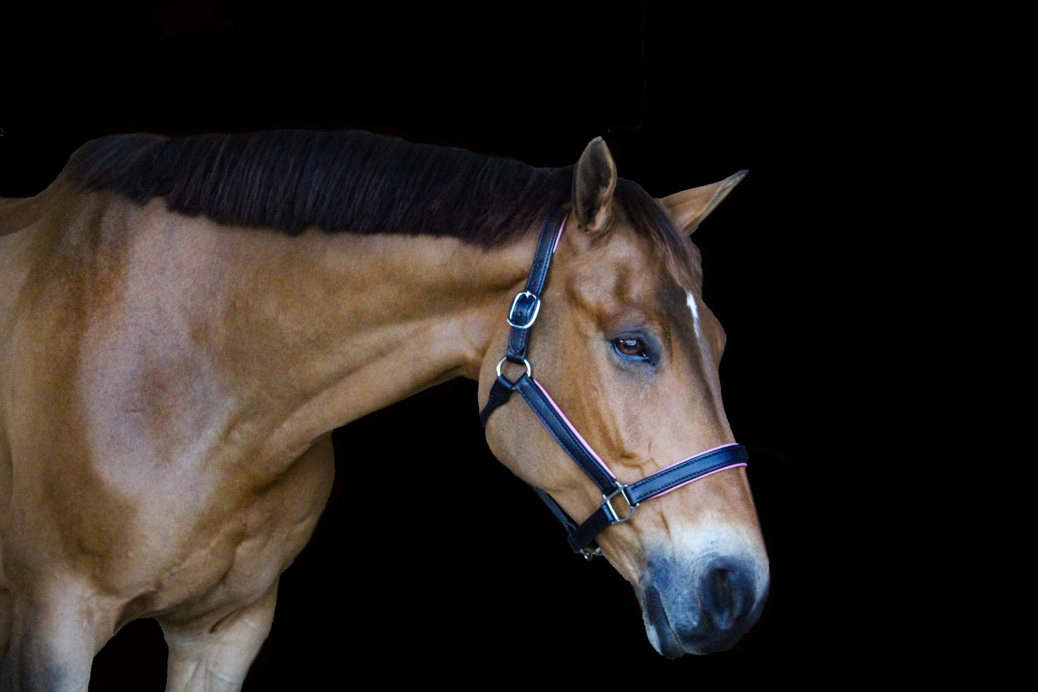 custom padded halter