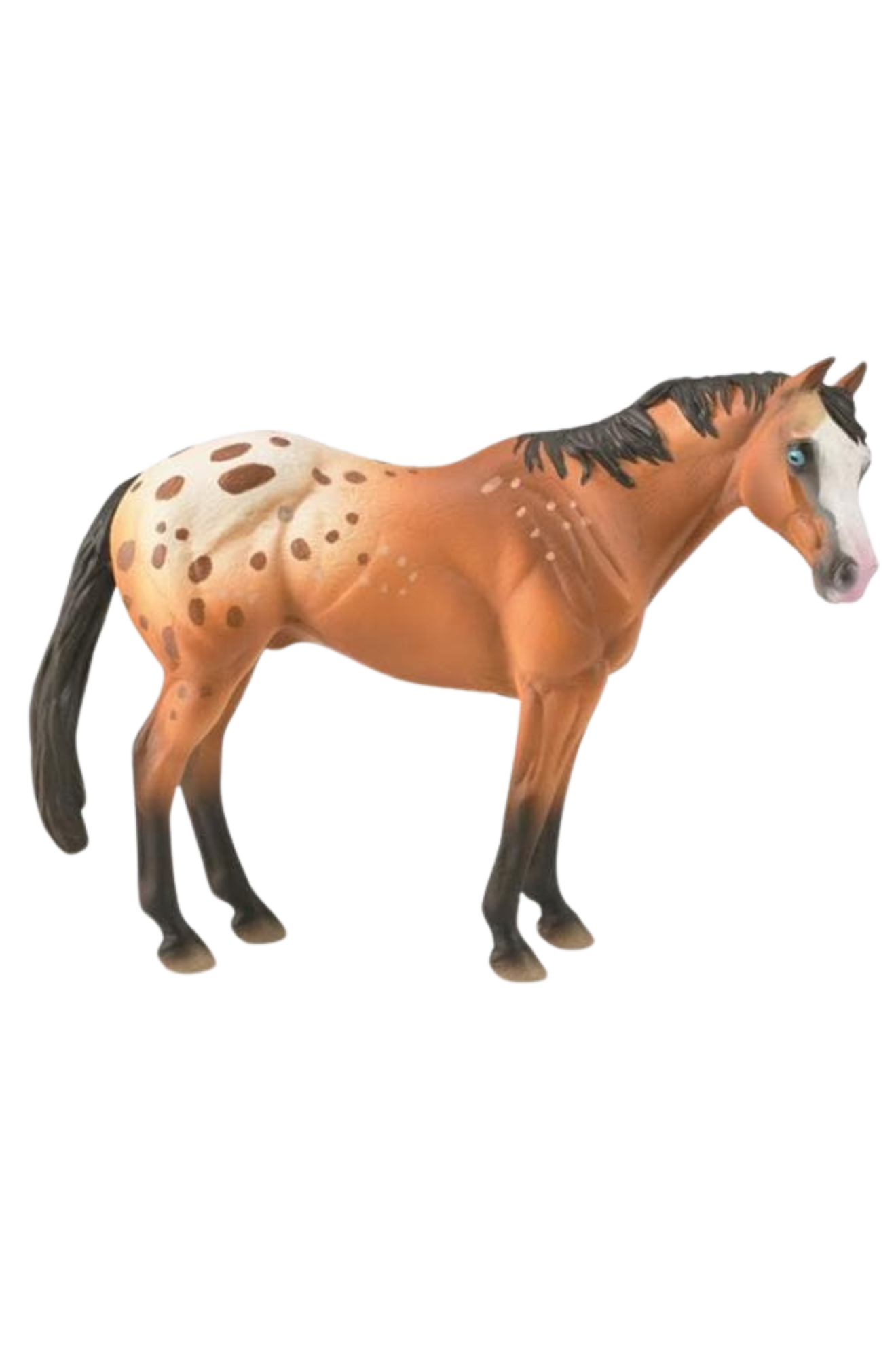 Appaloosa Stallion