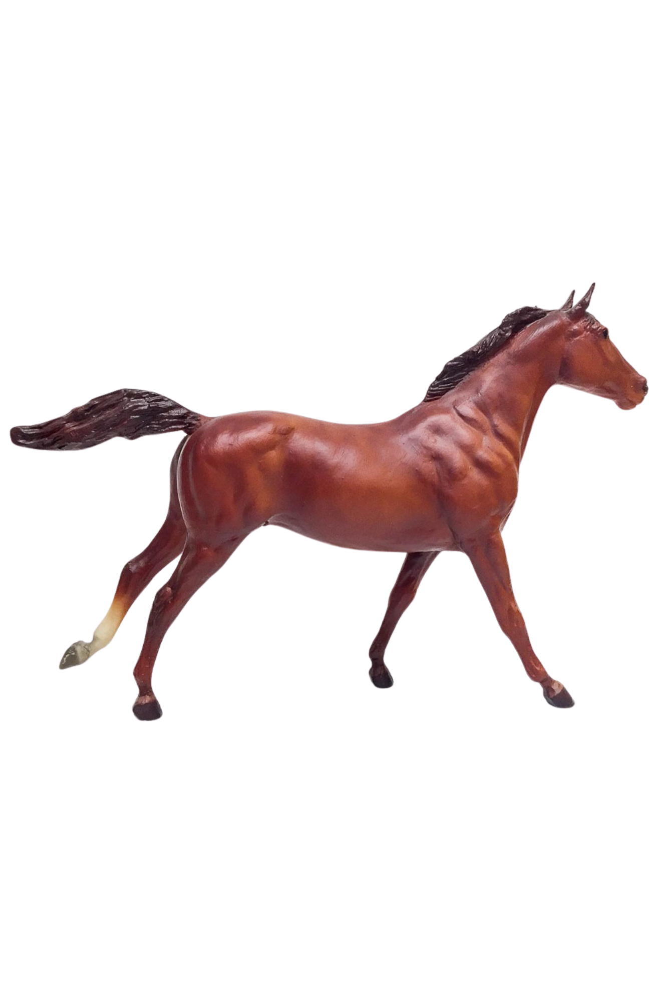 Phar Lap - Thoroughbred Stallion