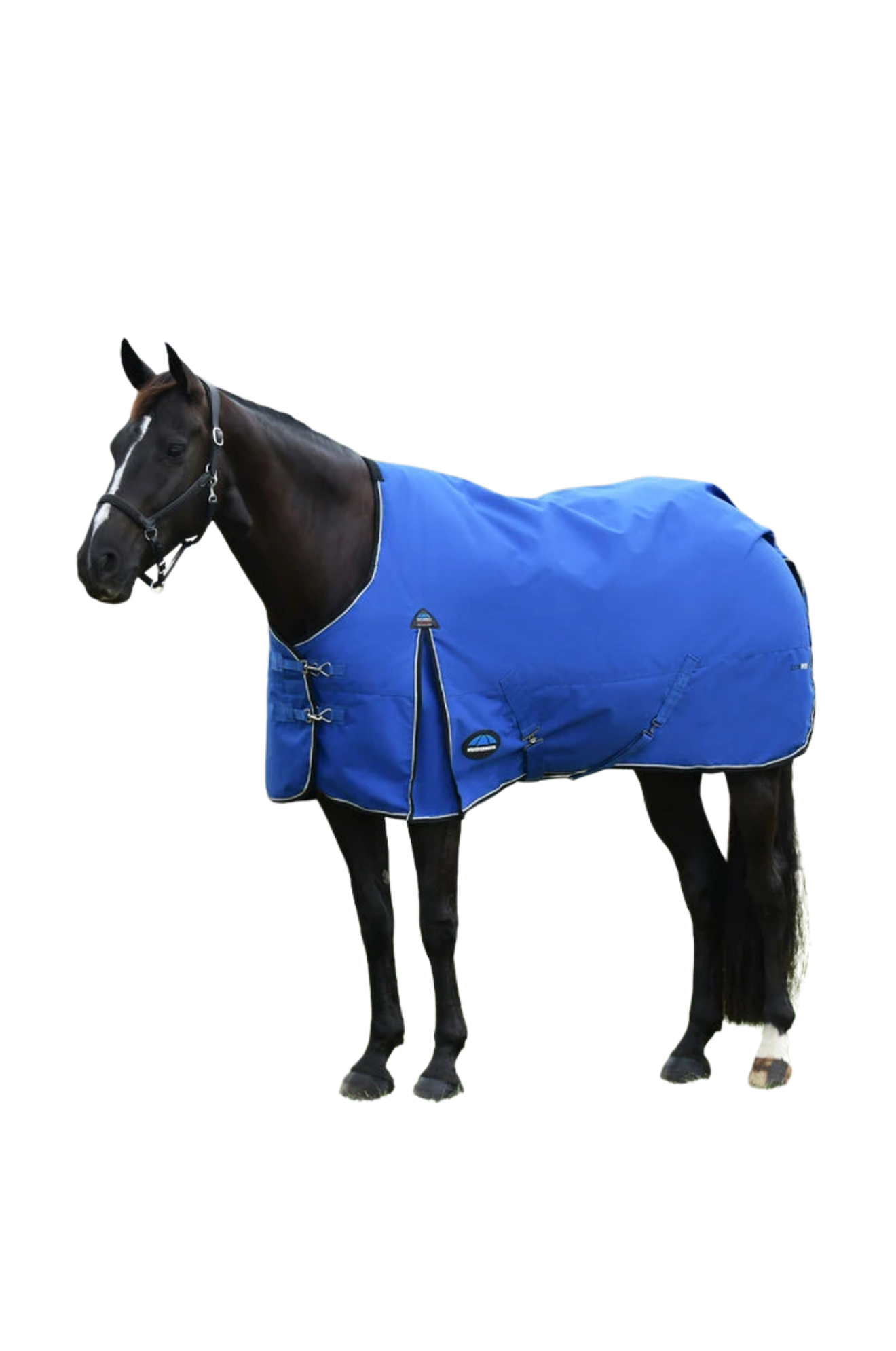 Horse wearing a blue blanket on a white background