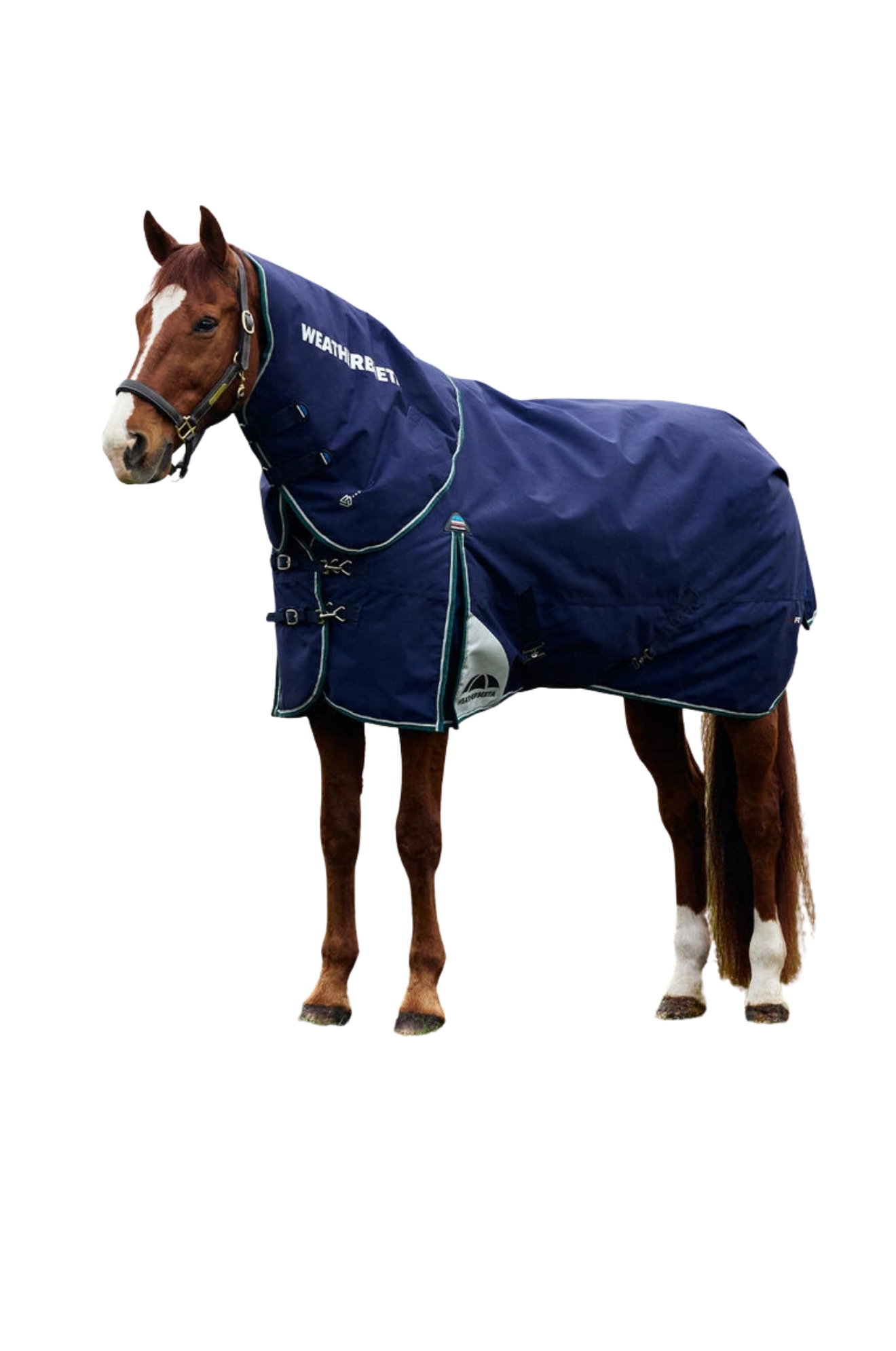 Horse wearing a blue rug on a white background