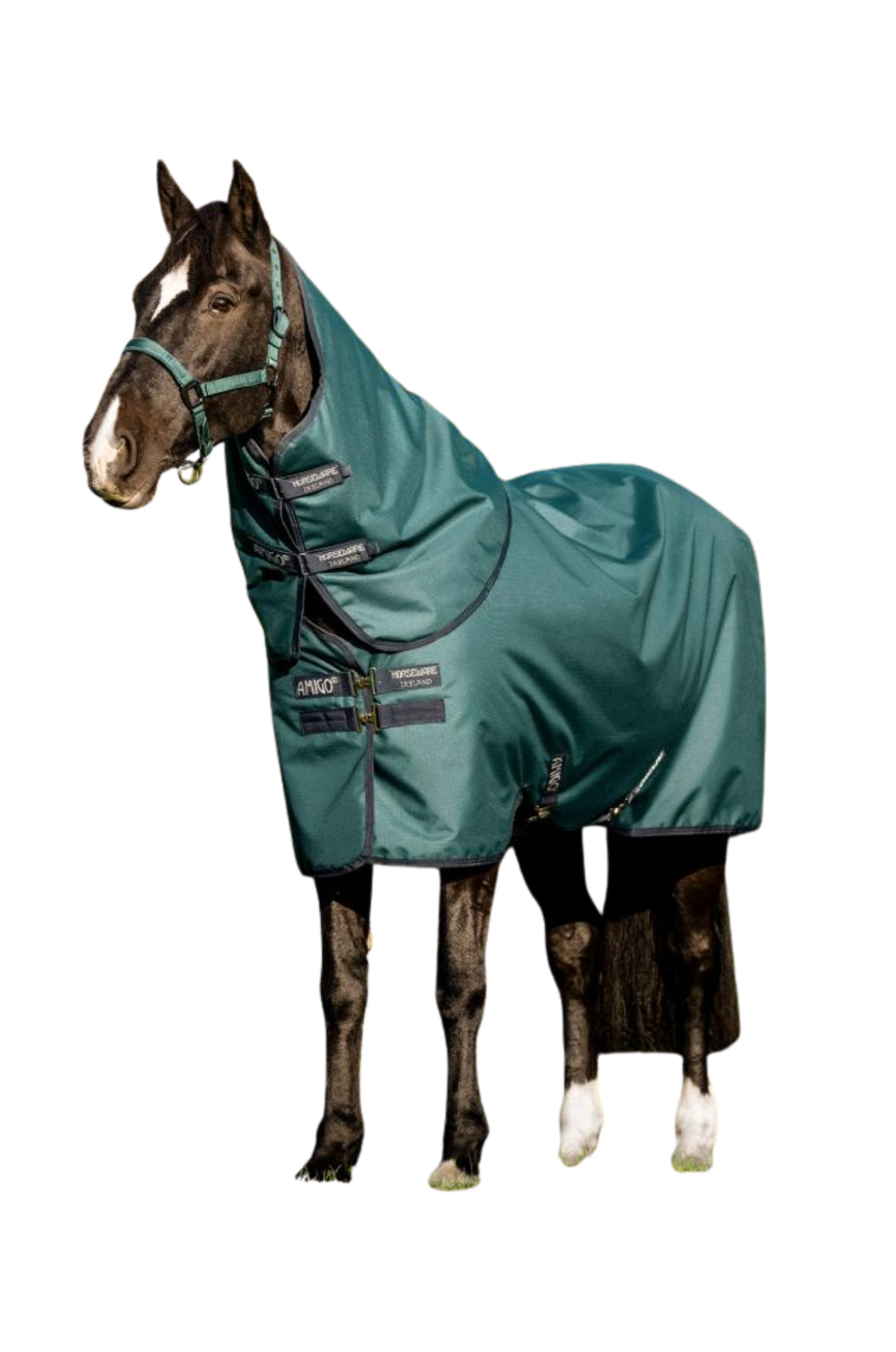 Horse wearing a green protective blanket on a white background