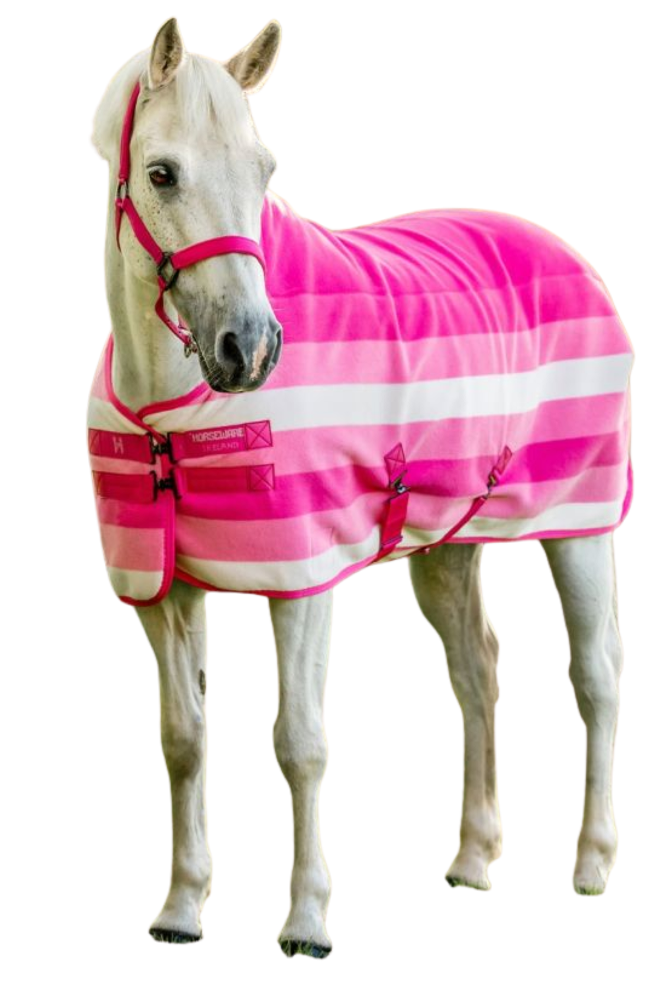 White horse wearing a pink and white striped rug on a white background