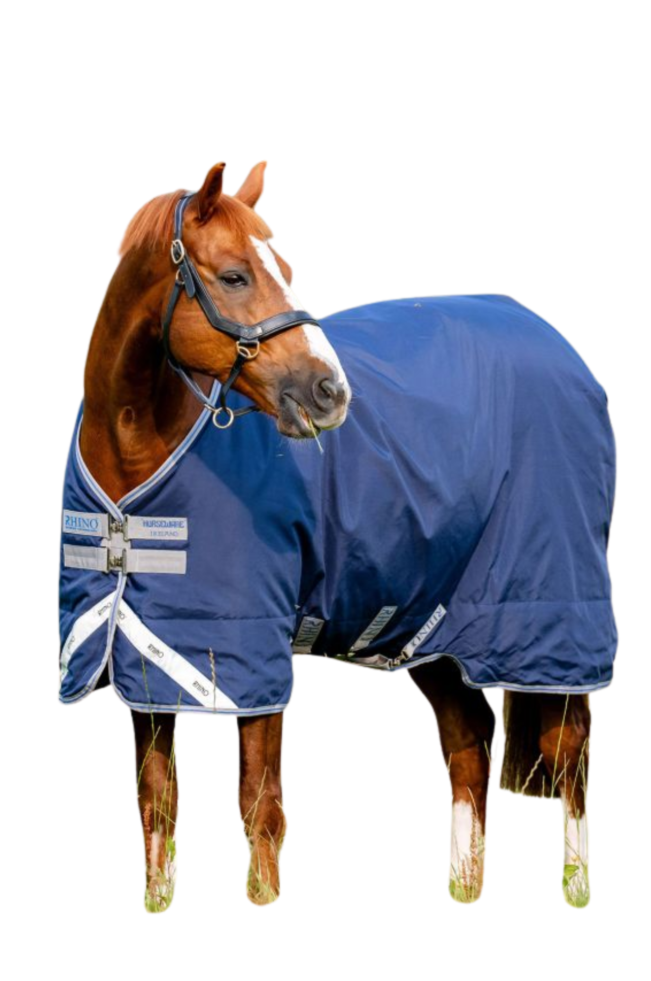 Horse wearing a blue fly sheet on a white background