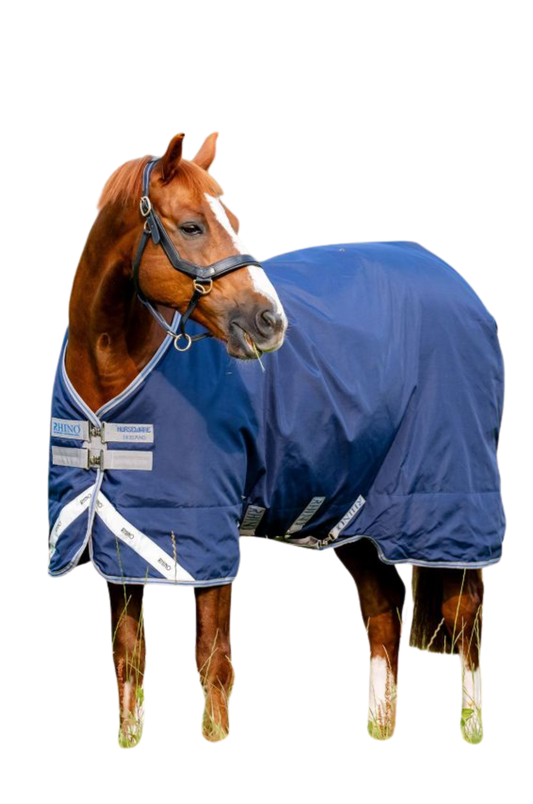 Horse wearing a blue fly sheet on a white background